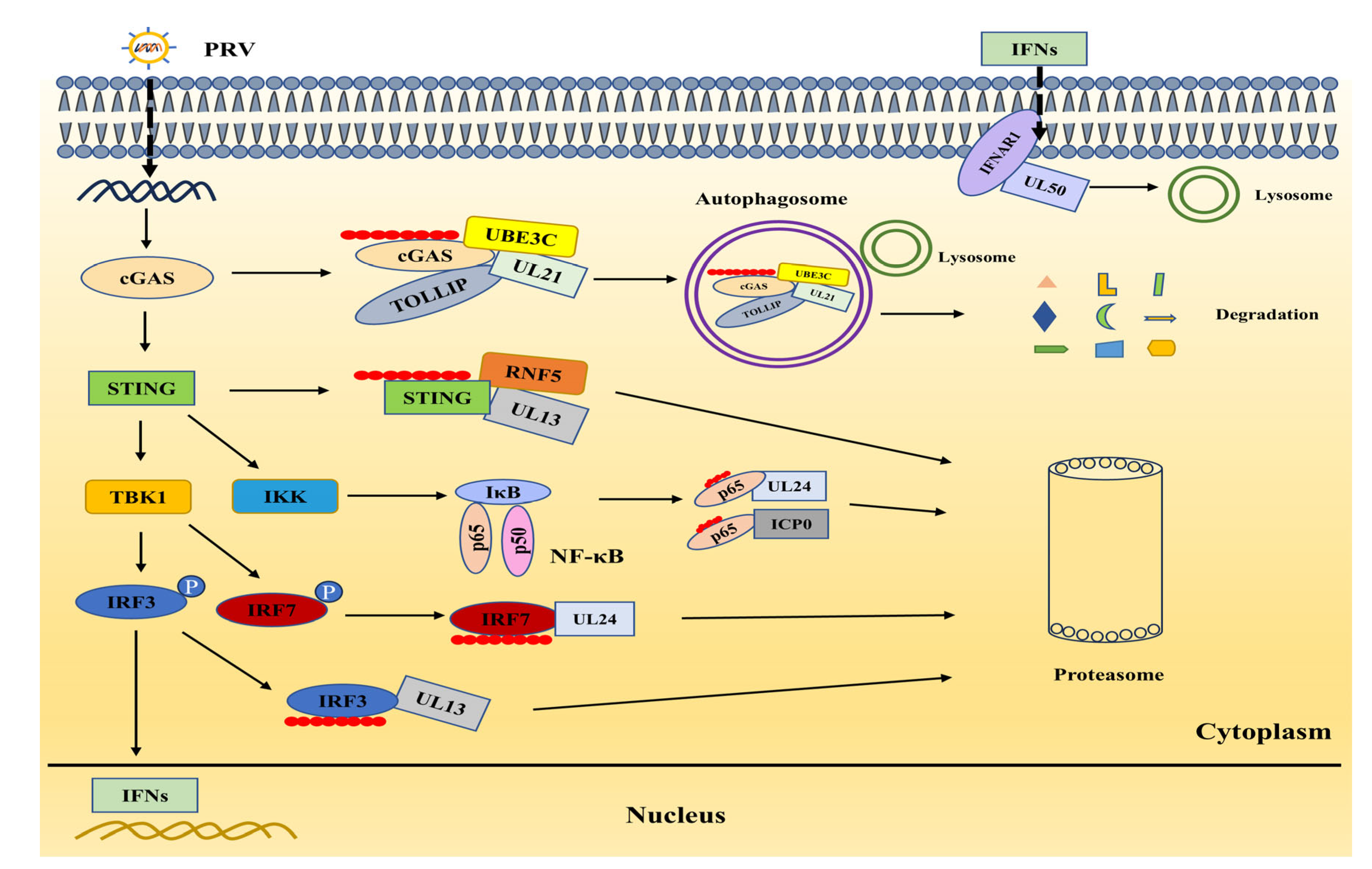 Biology 13 01013 g003