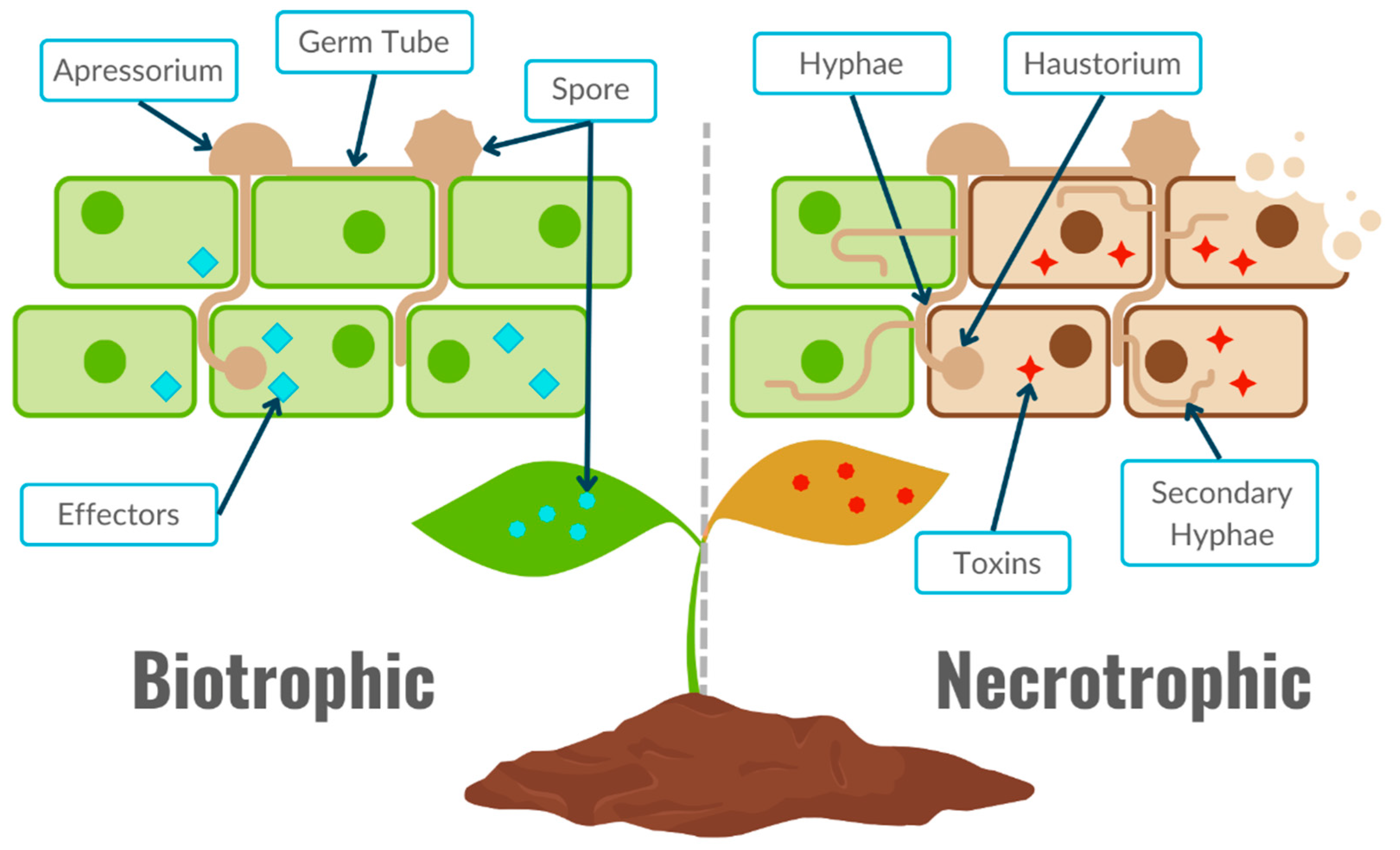 Biology 13 01014 g002