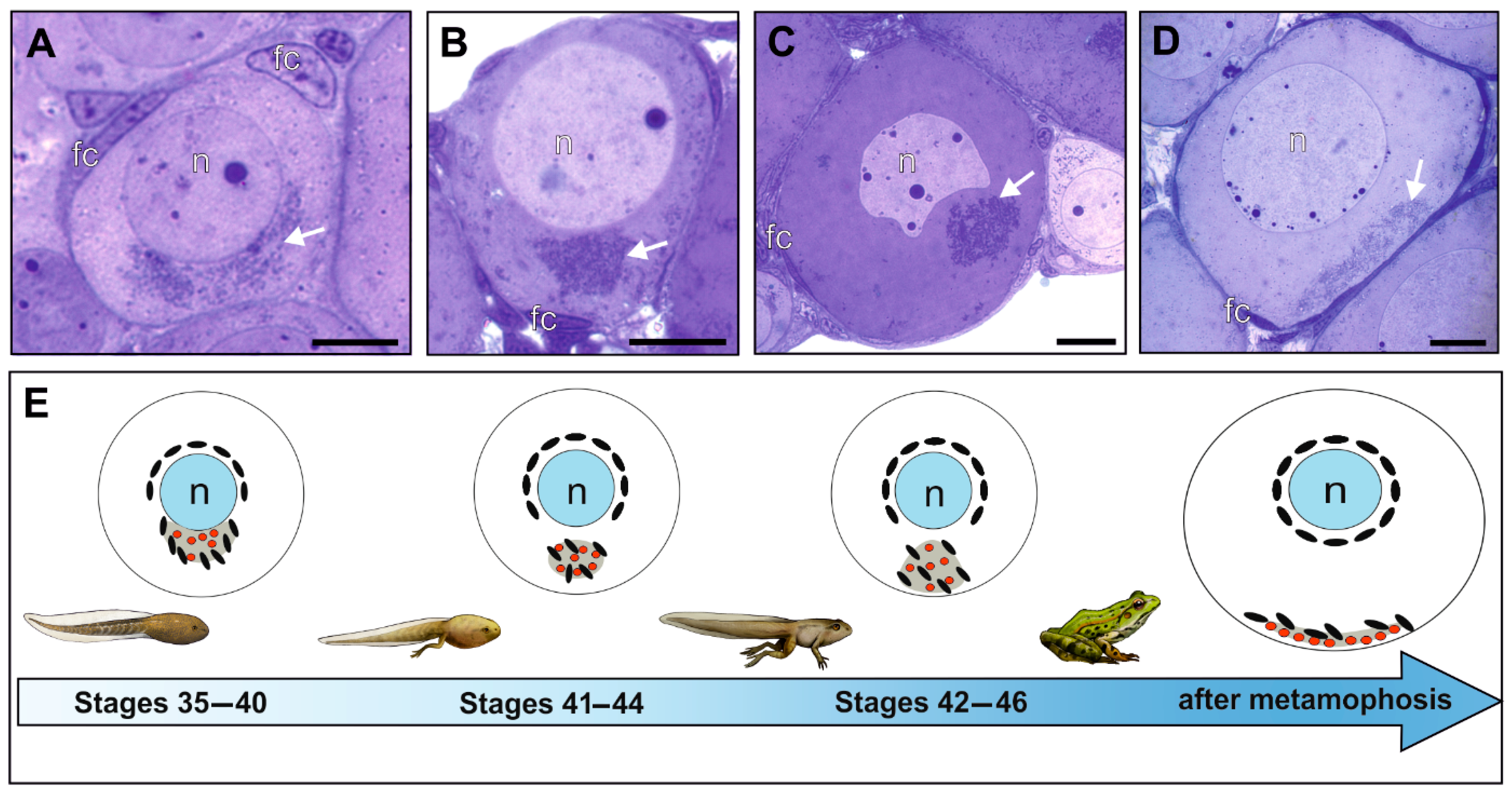 Biology 13 01017 g001