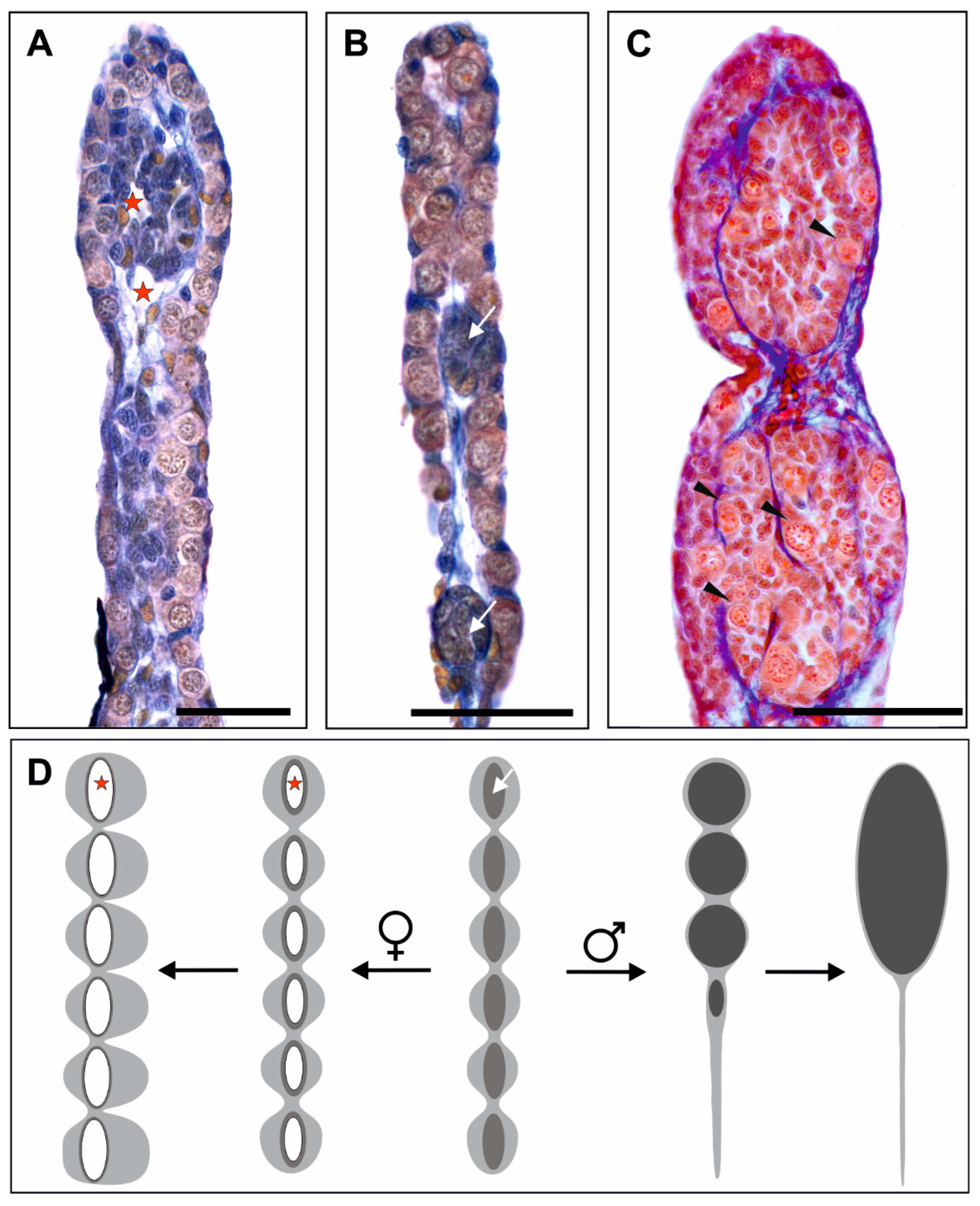 Biology 13 01017 g002
