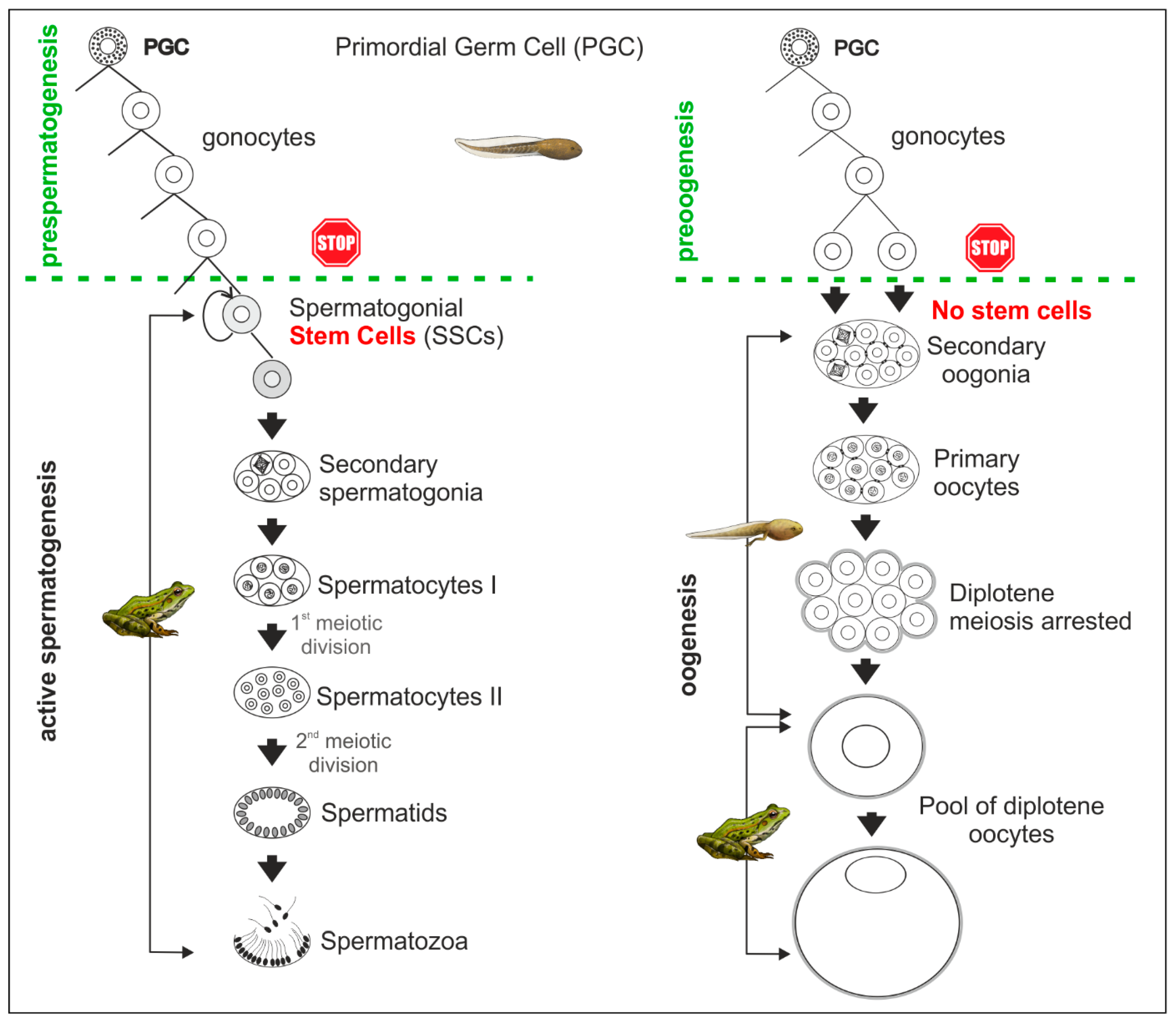 Biology 13 01017 g003