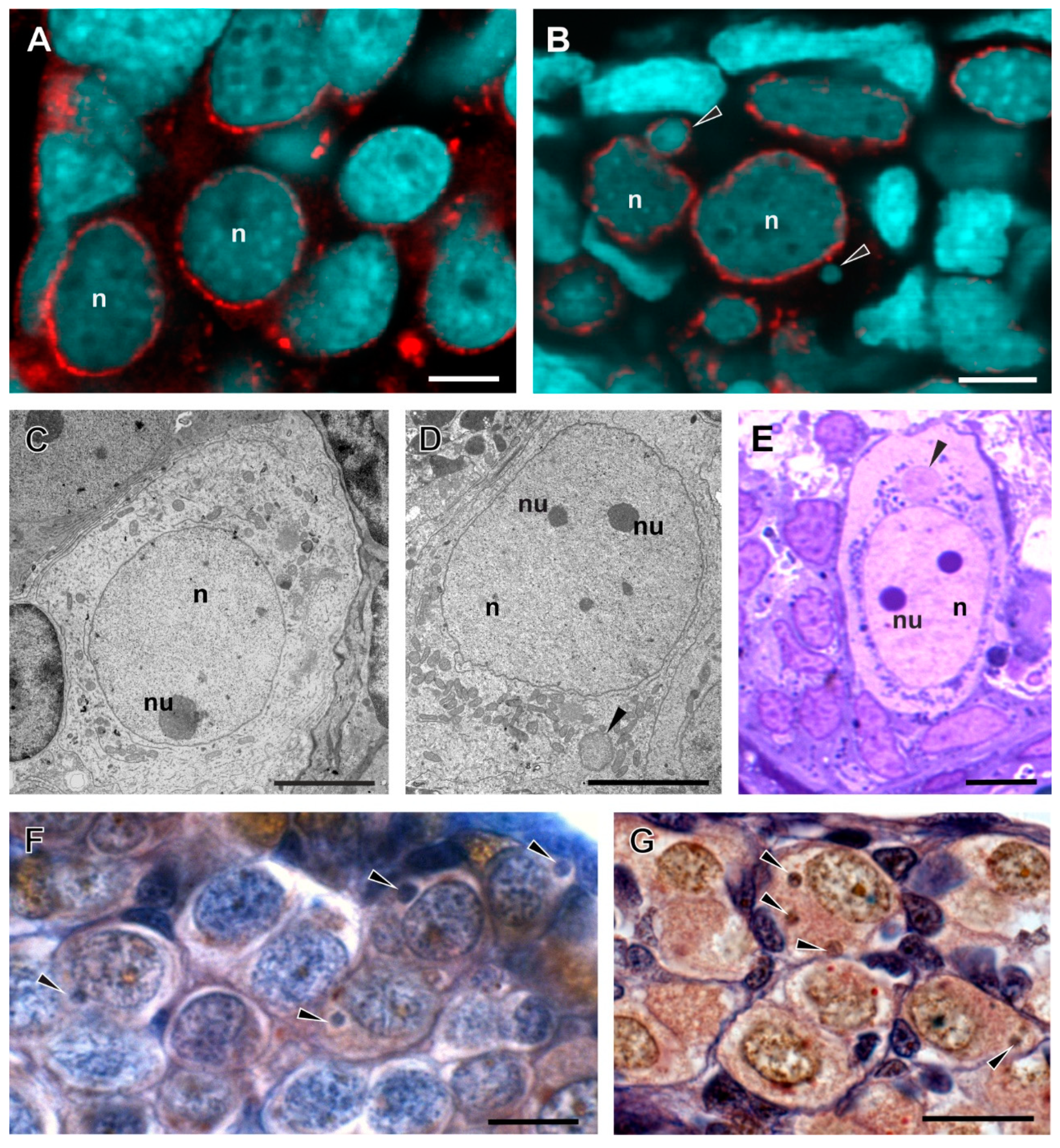Biology 13 01017 g005