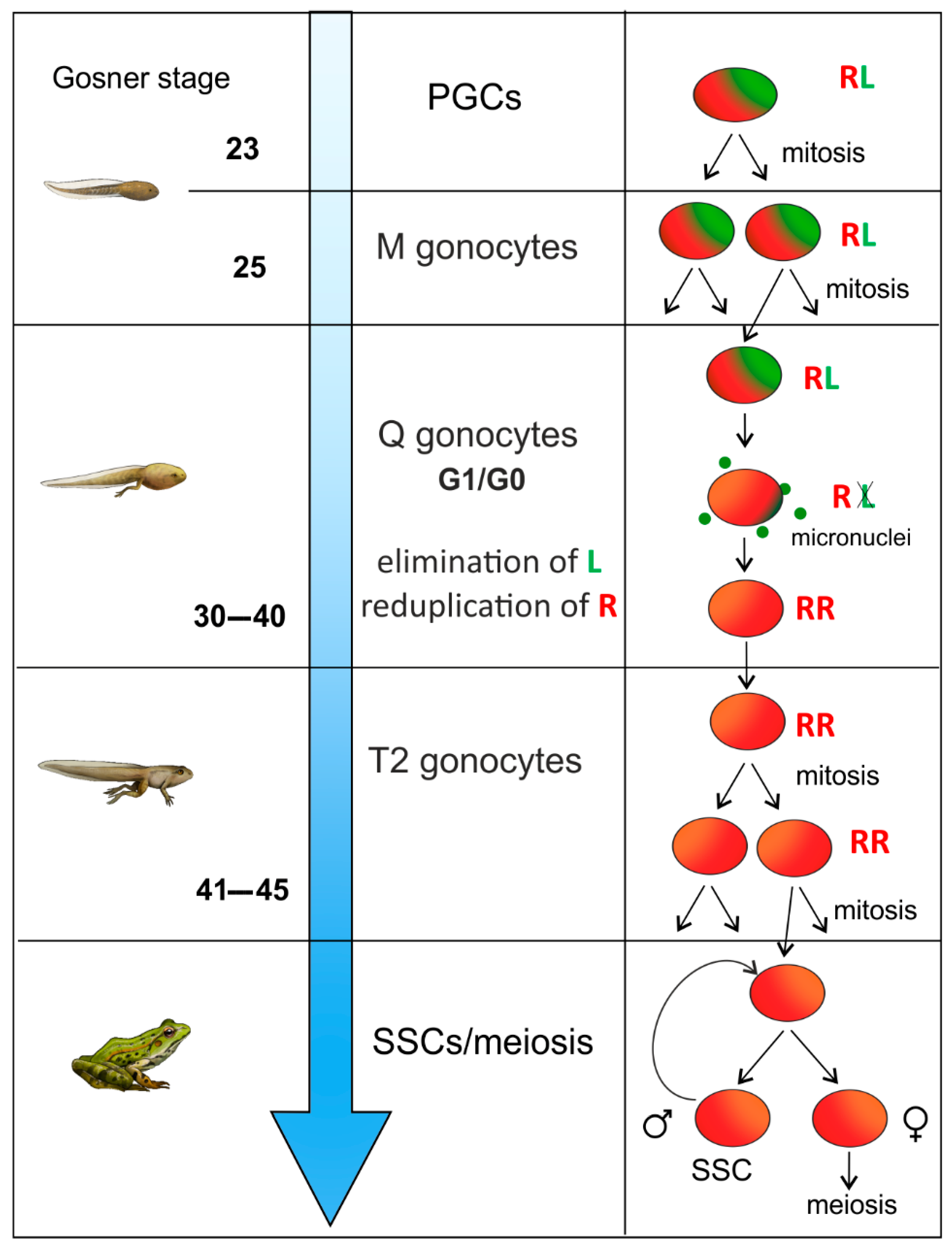 Biology 13 01017 g006