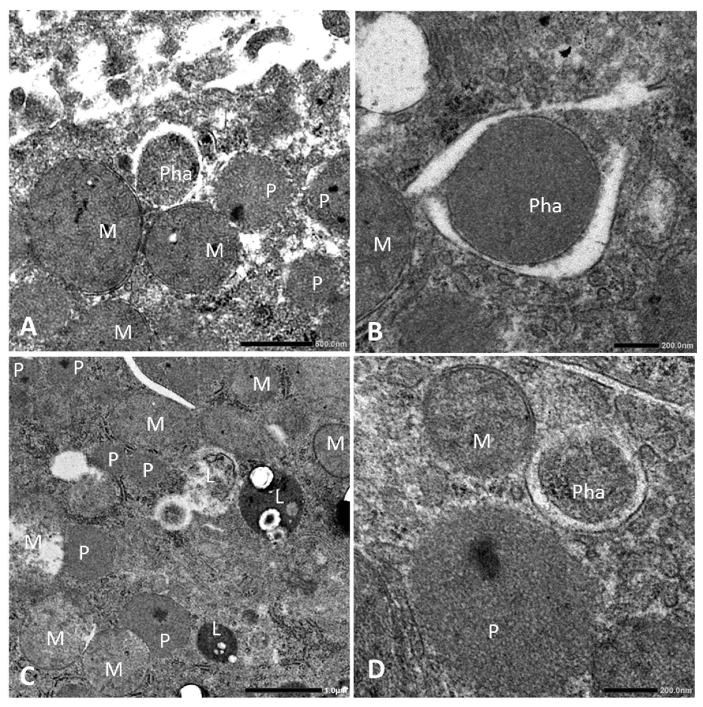 Biology 13 01027 g003