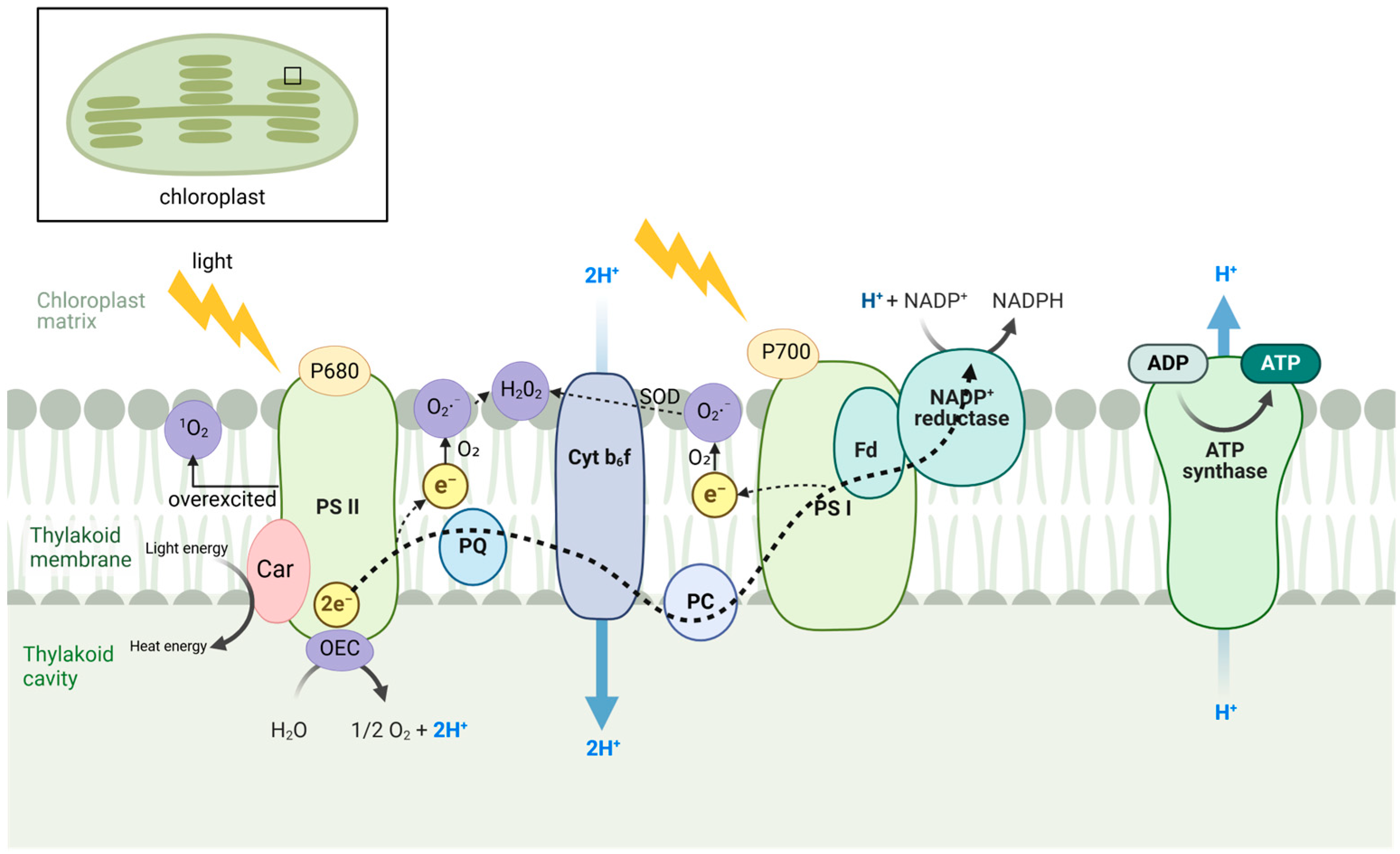 Biology 13 01033 g001