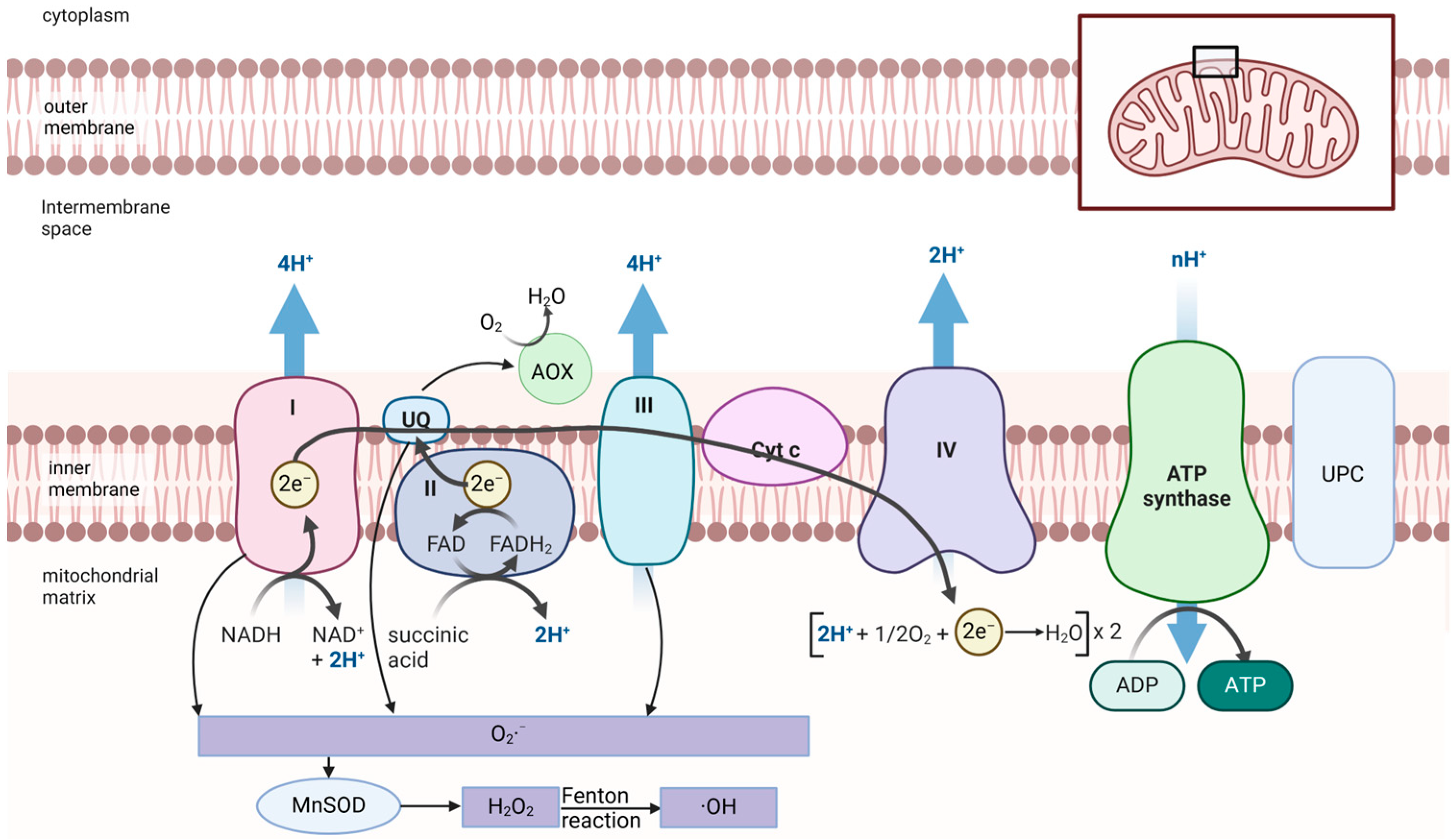 Biology 13 01033 g002