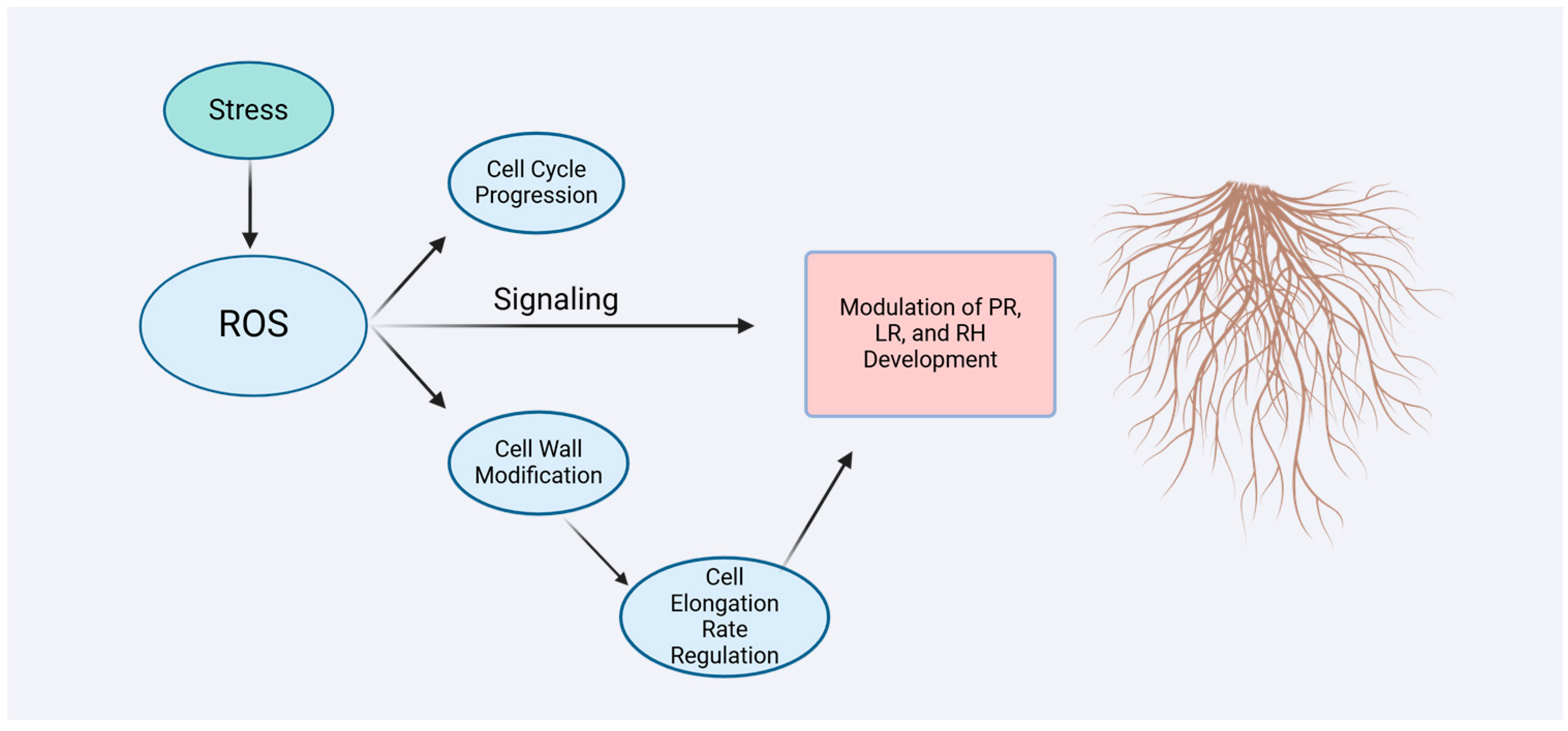 Biology 13 01033 g003