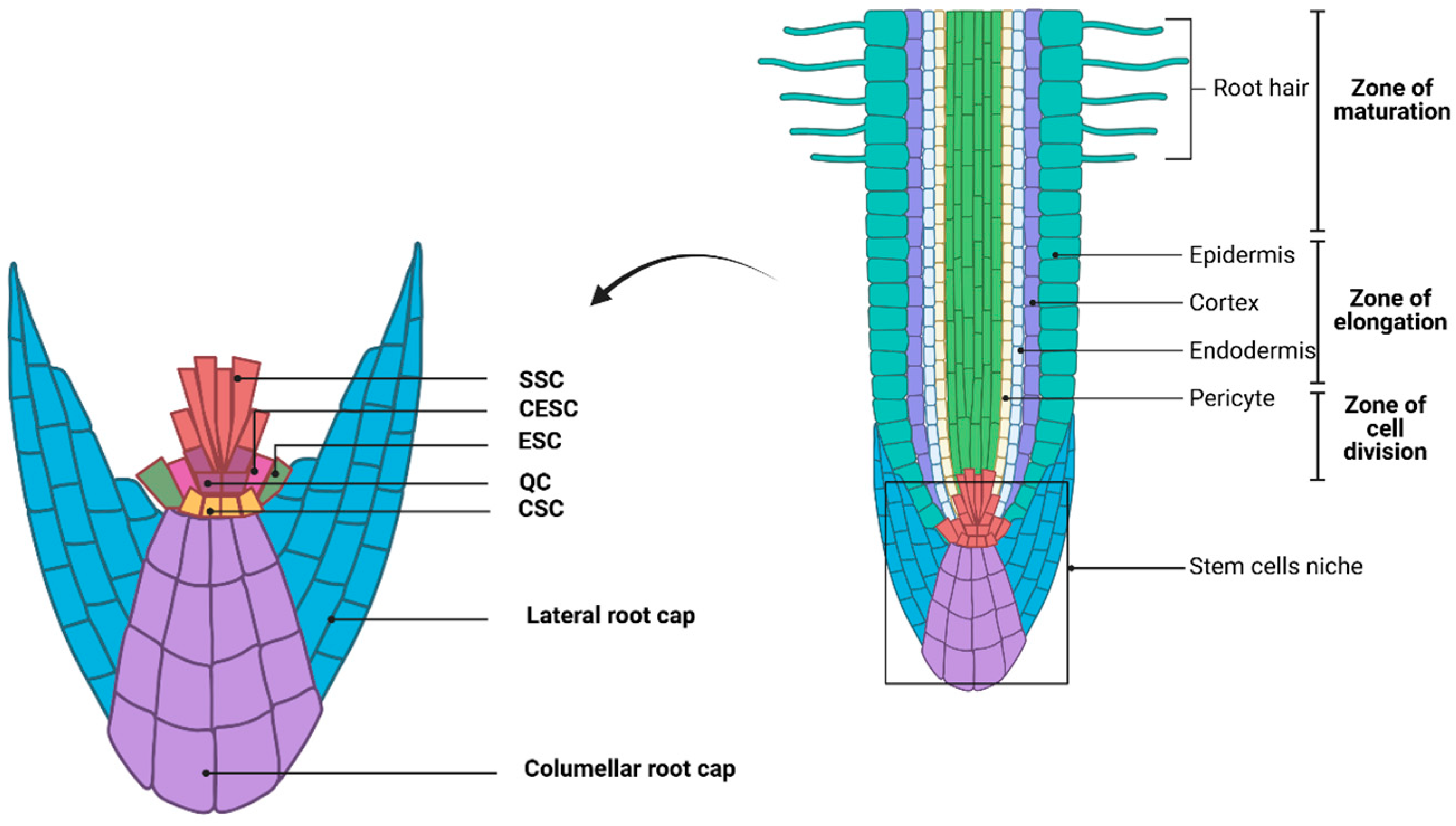 Biology 13 01033 g004