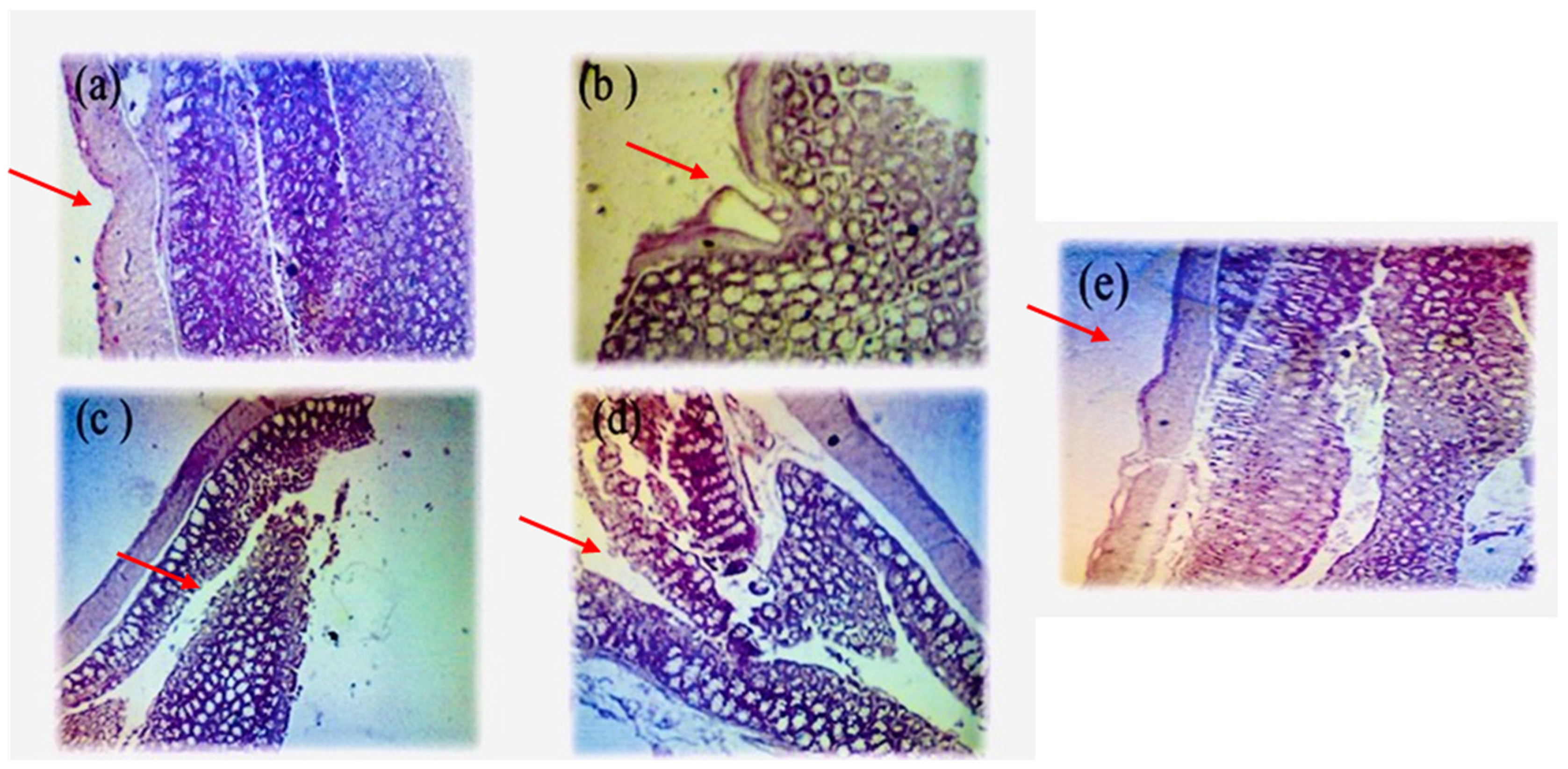 Biology 13 01035 g007