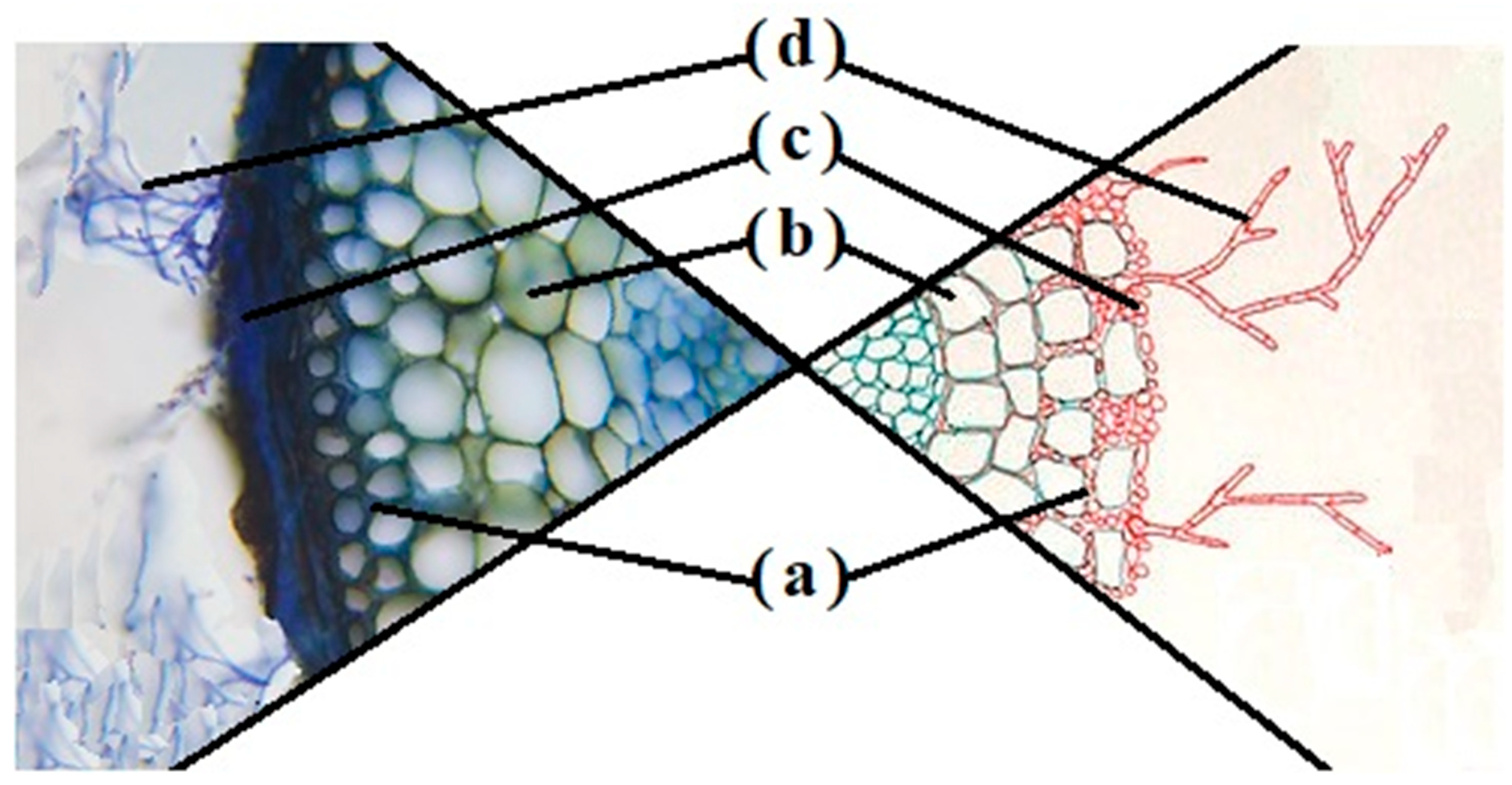 Biology 13 01044 g001