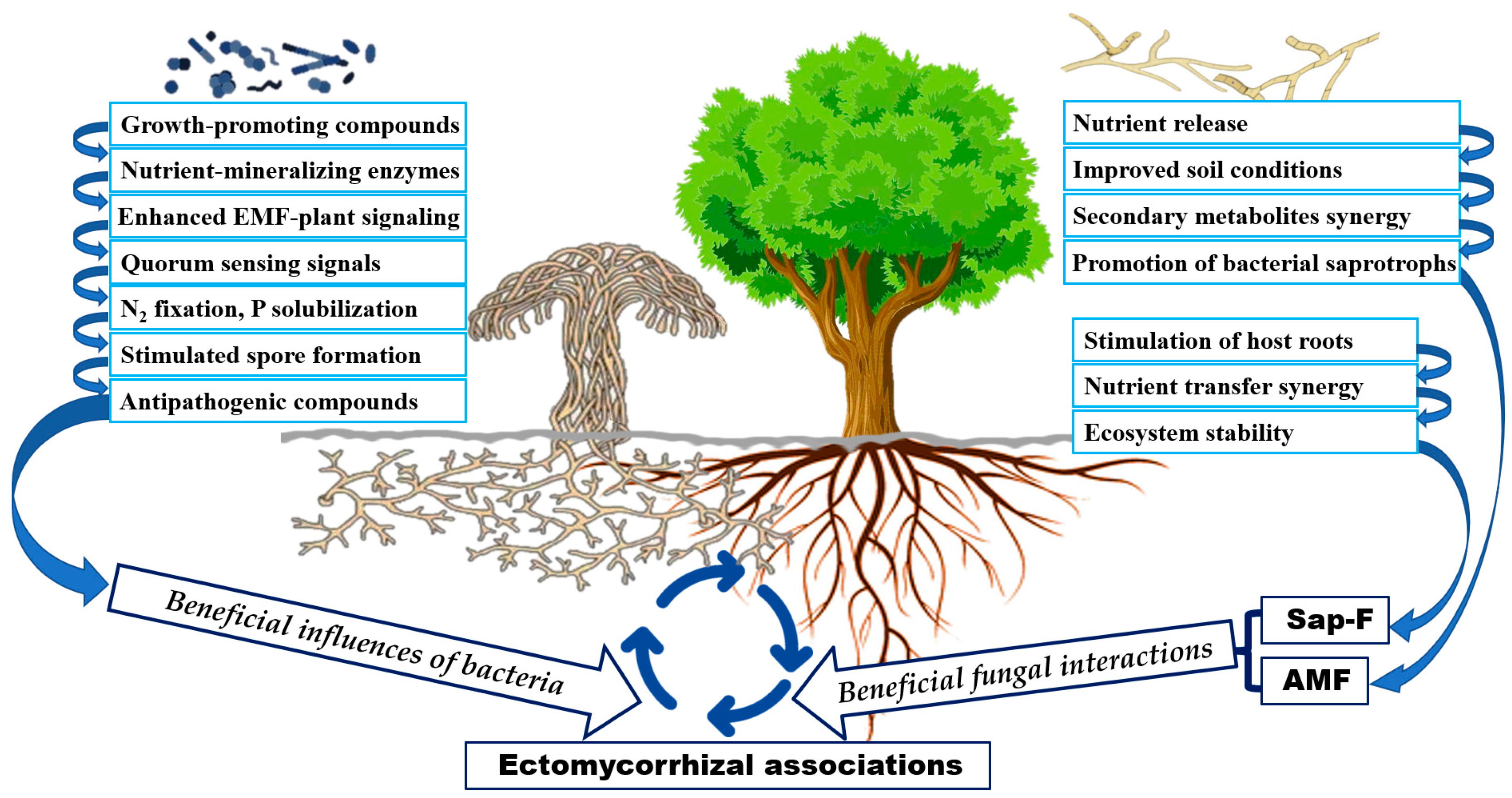 Biology 13 01044 g002