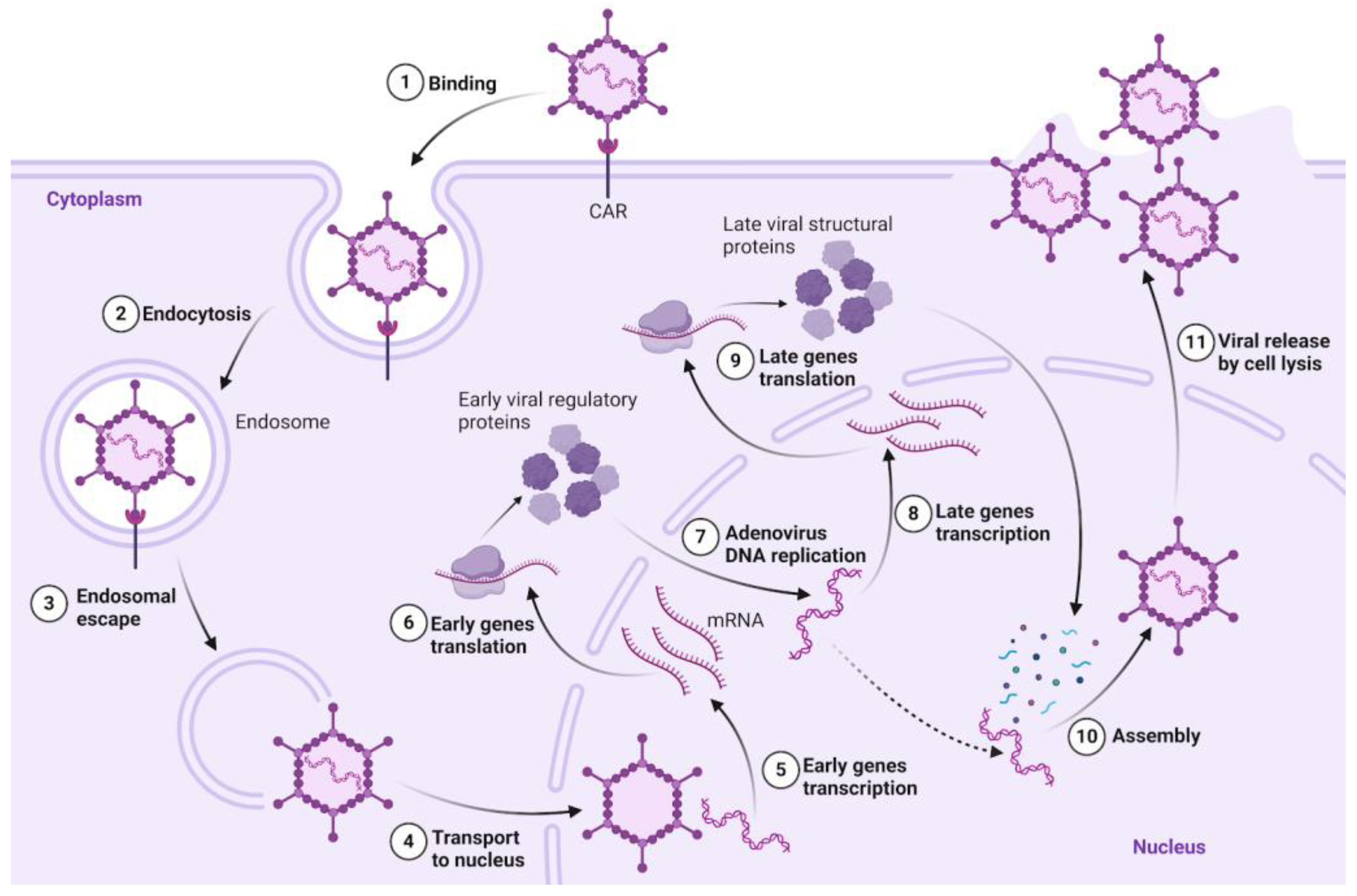 Biology 13 01052 g002