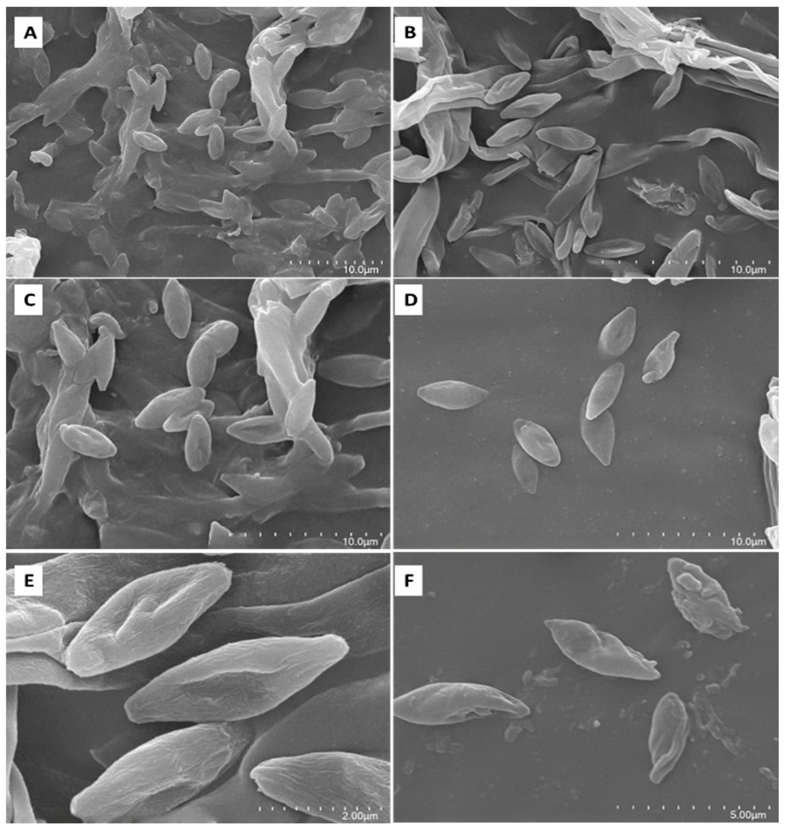 Biology 13 01053 g006