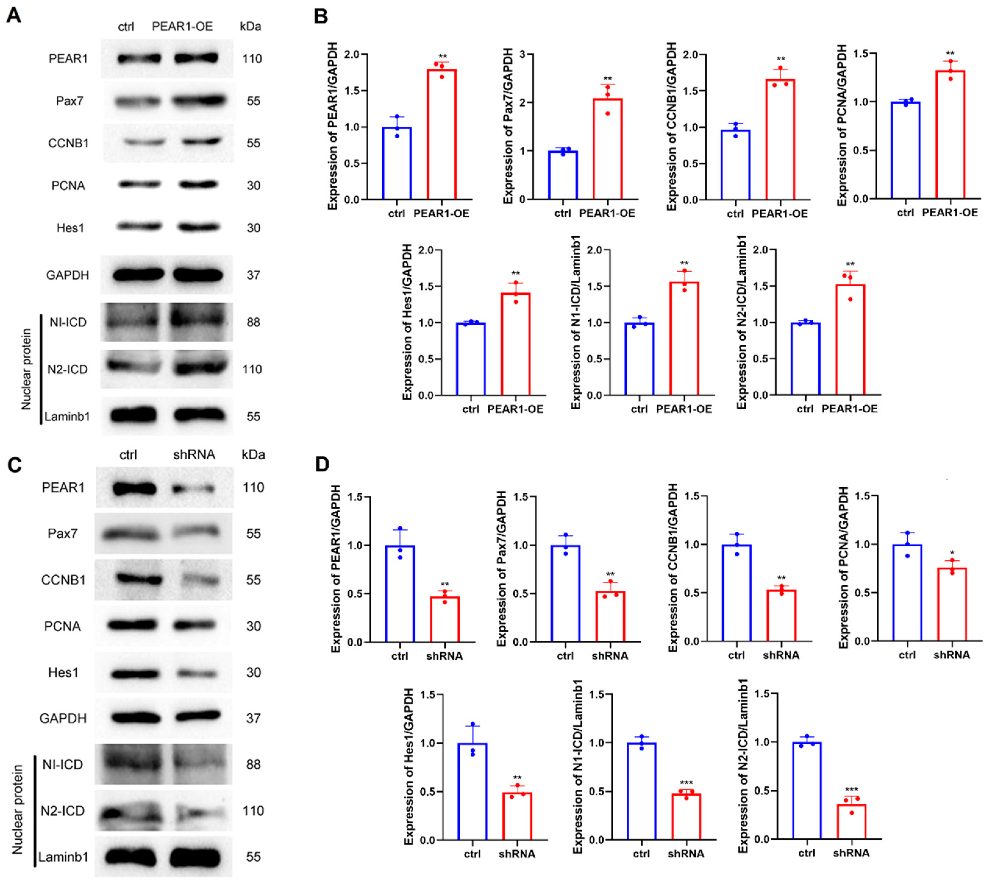 Biology 13 01063 g002
