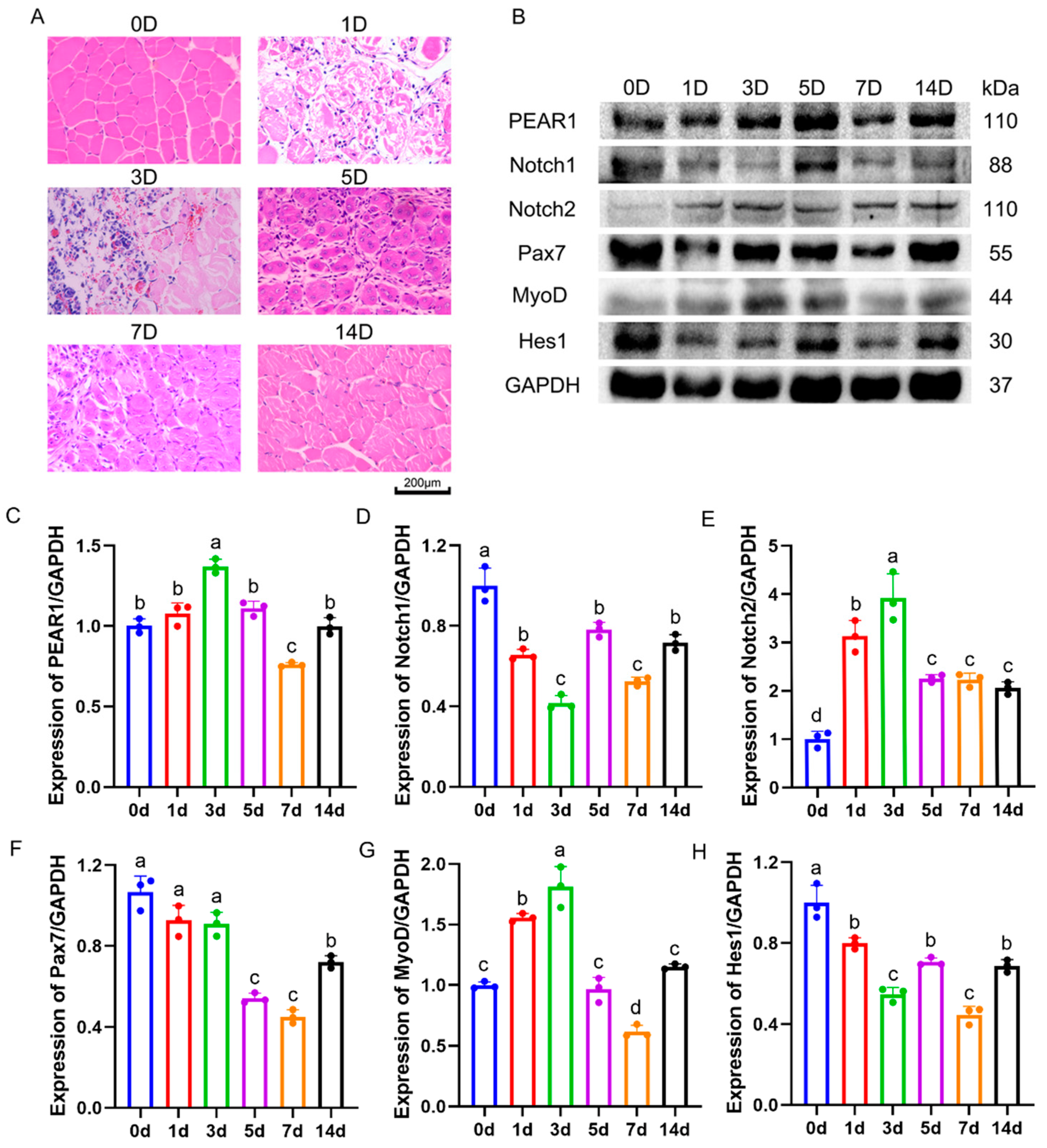 Biology 13 01063 g006