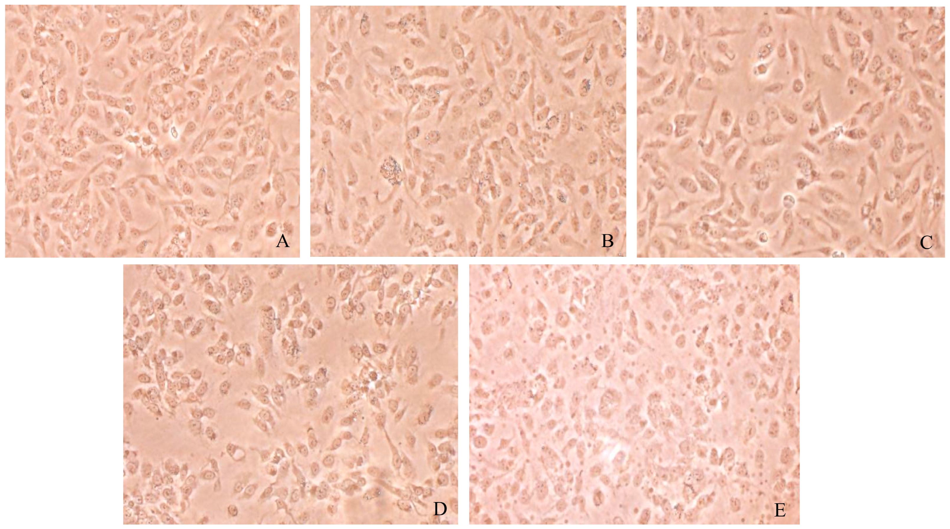 Biology 13 01064 g009
