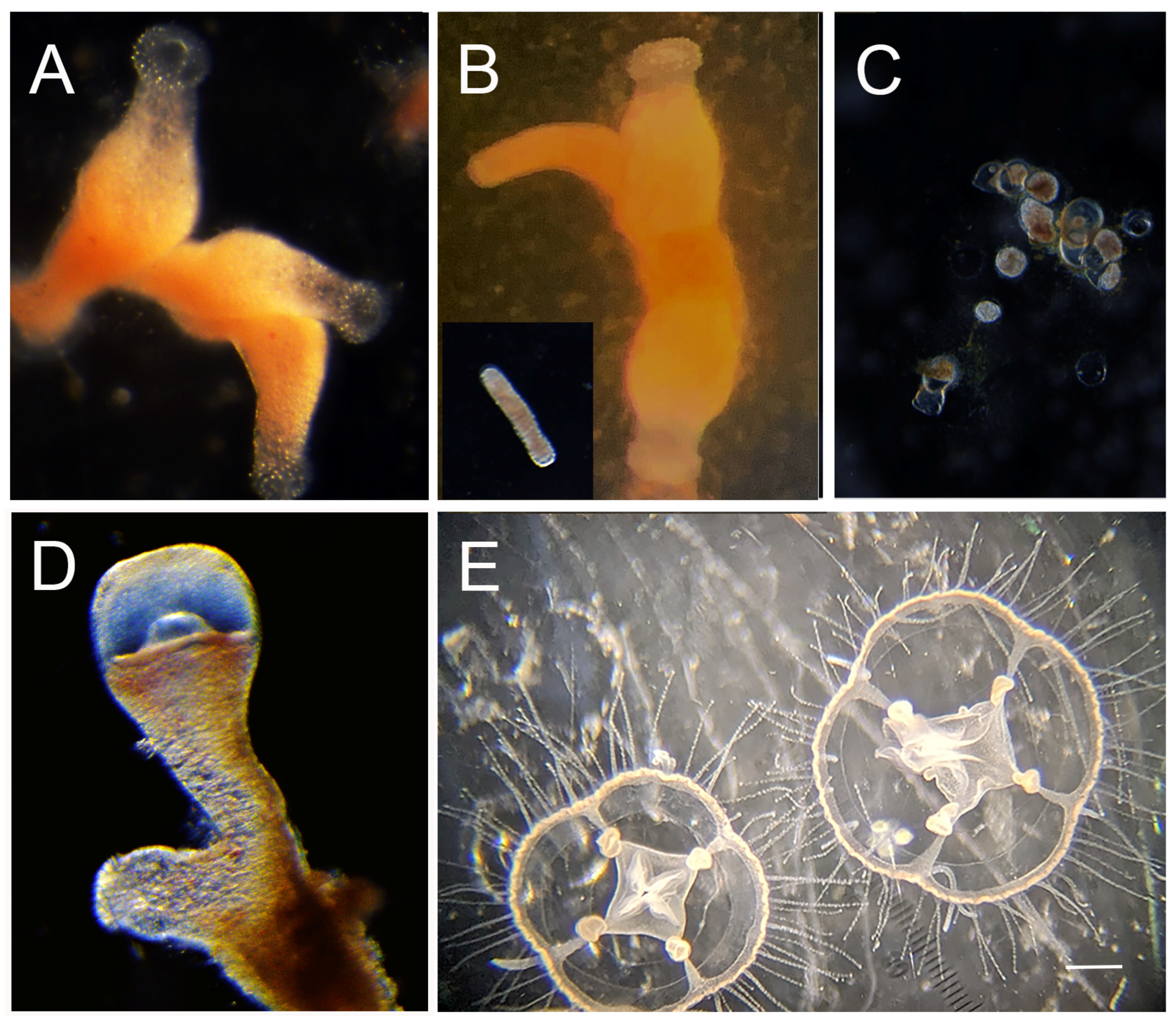 Biology 13 01069 g002