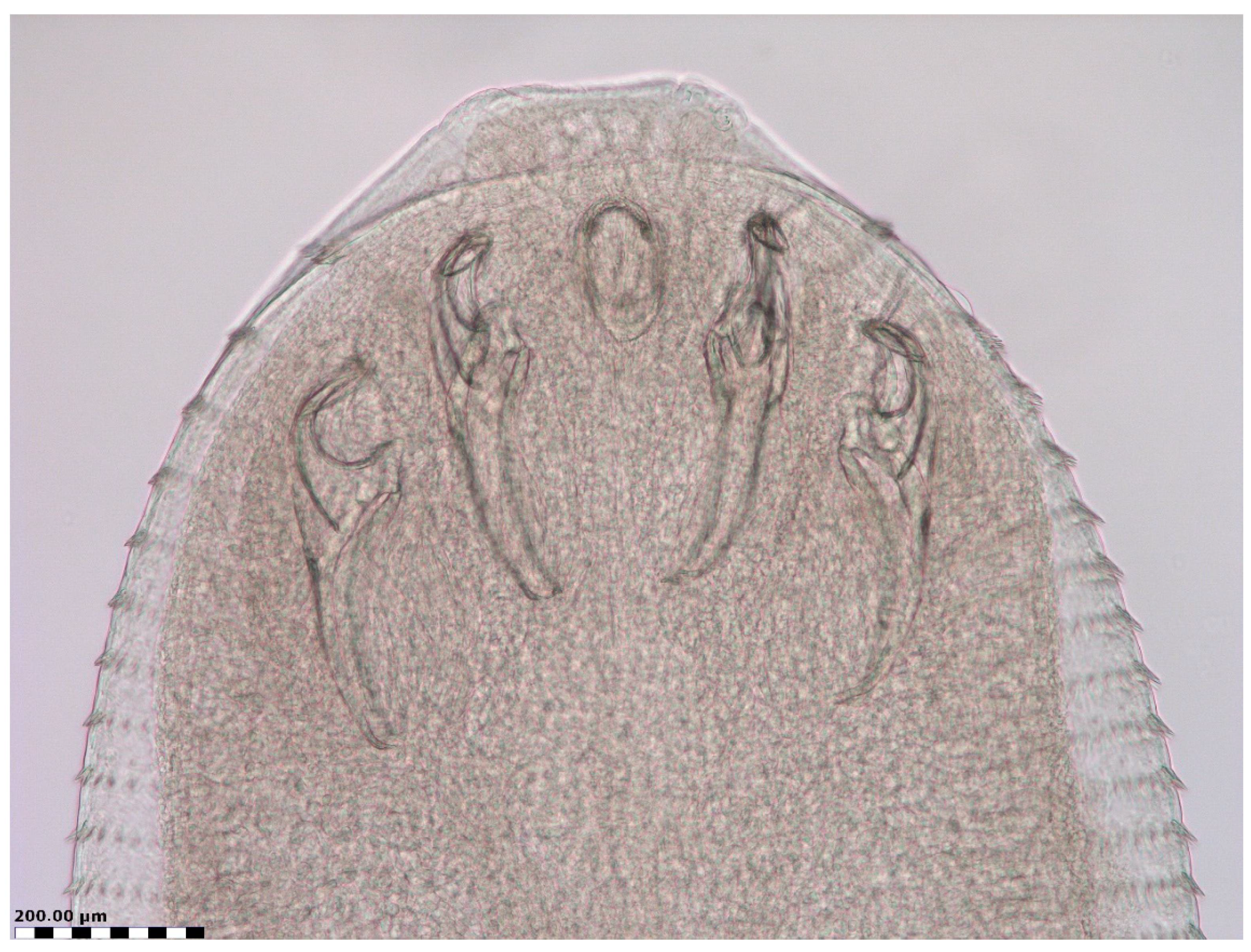 Biology 13 01073 g002