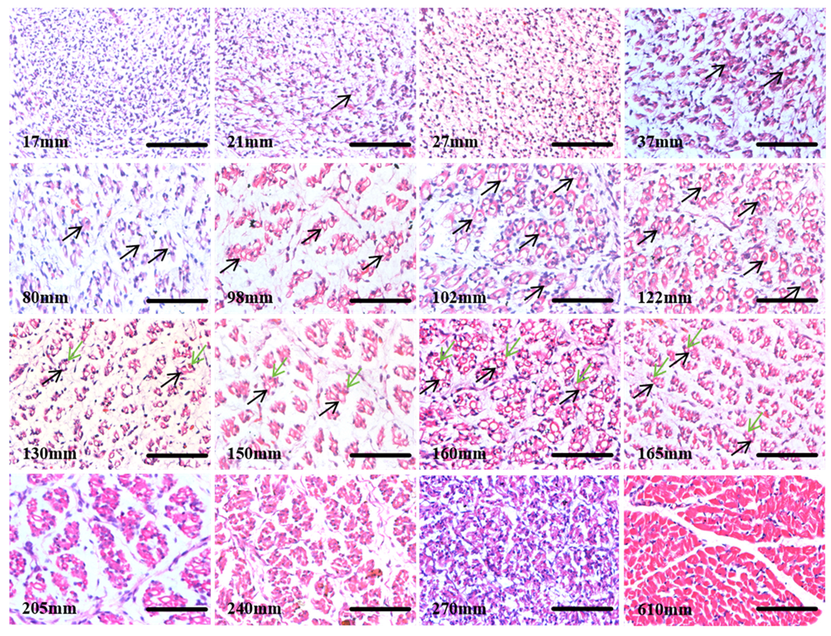 Biology 13 01091 g002 Biology 13 01091 g002