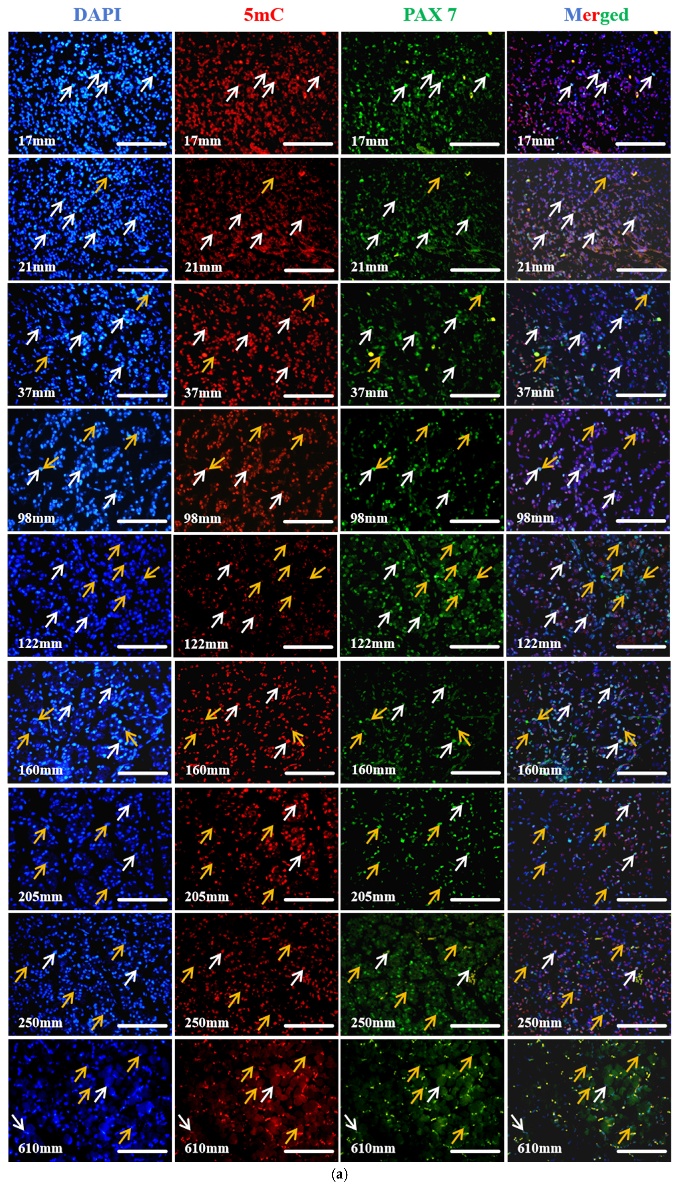 Biology 13 01091 g005a Biology 13 01091 g005a