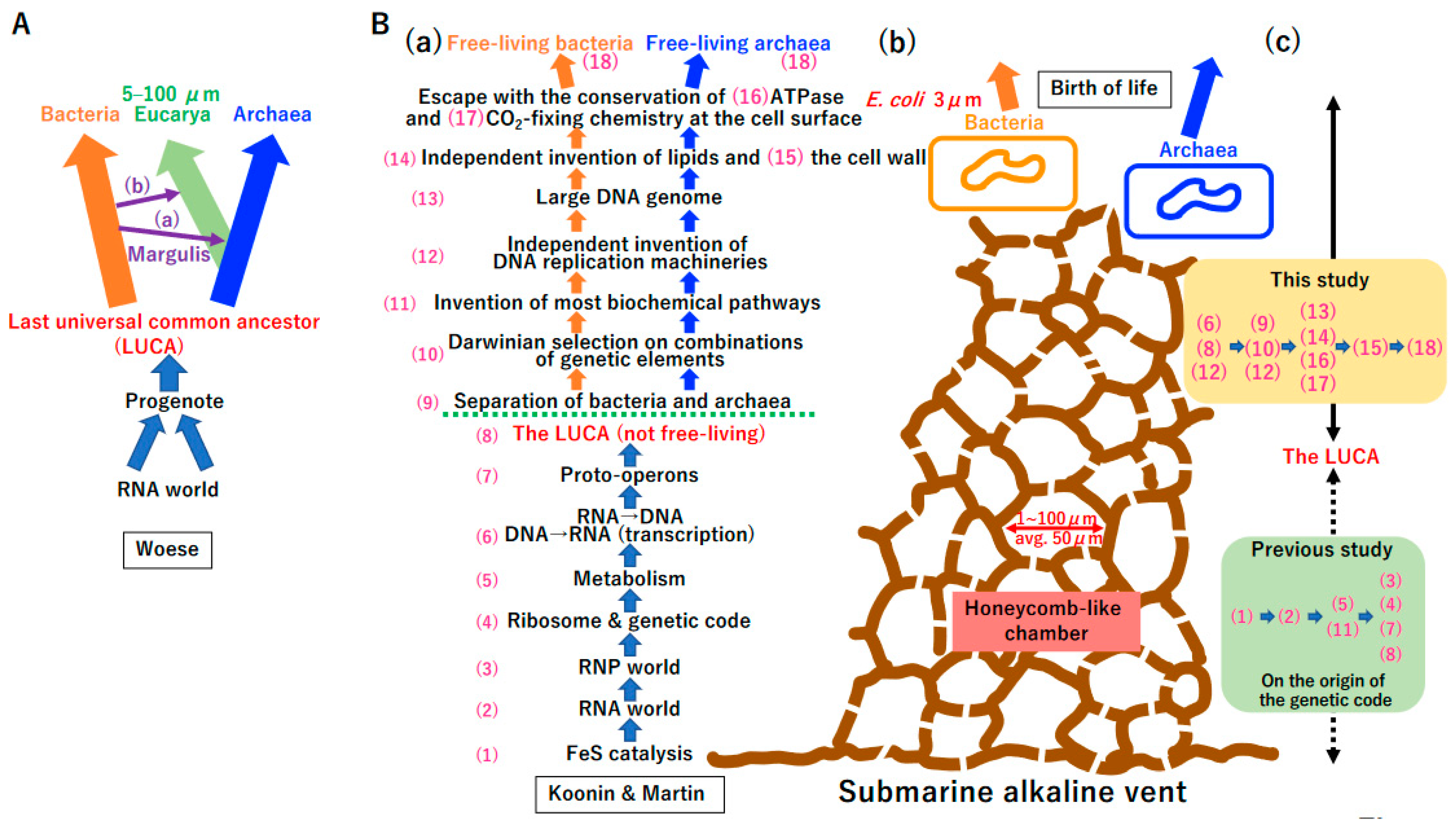 Biology 14 00003 g001