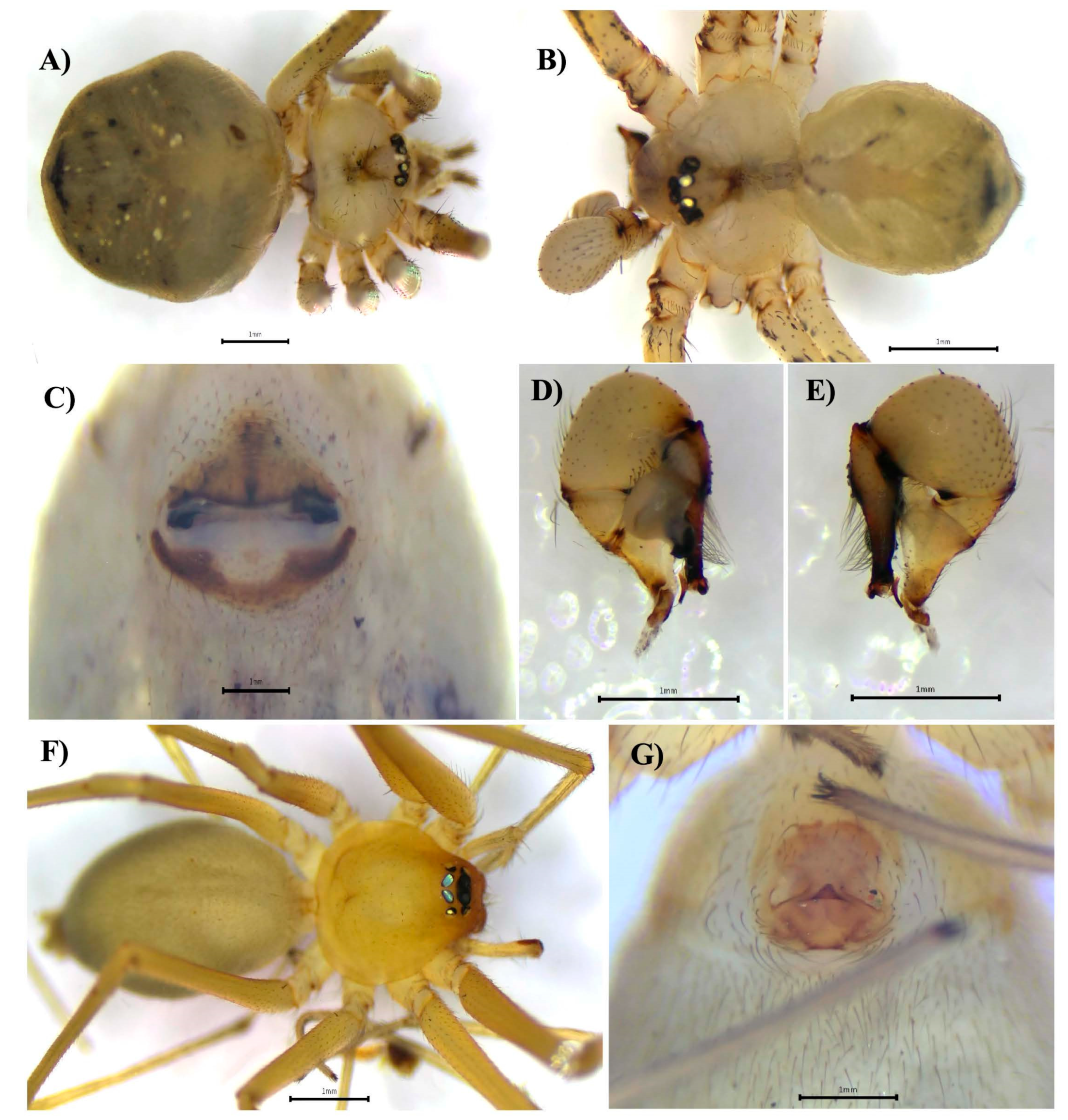 Biology 14 00004 g002