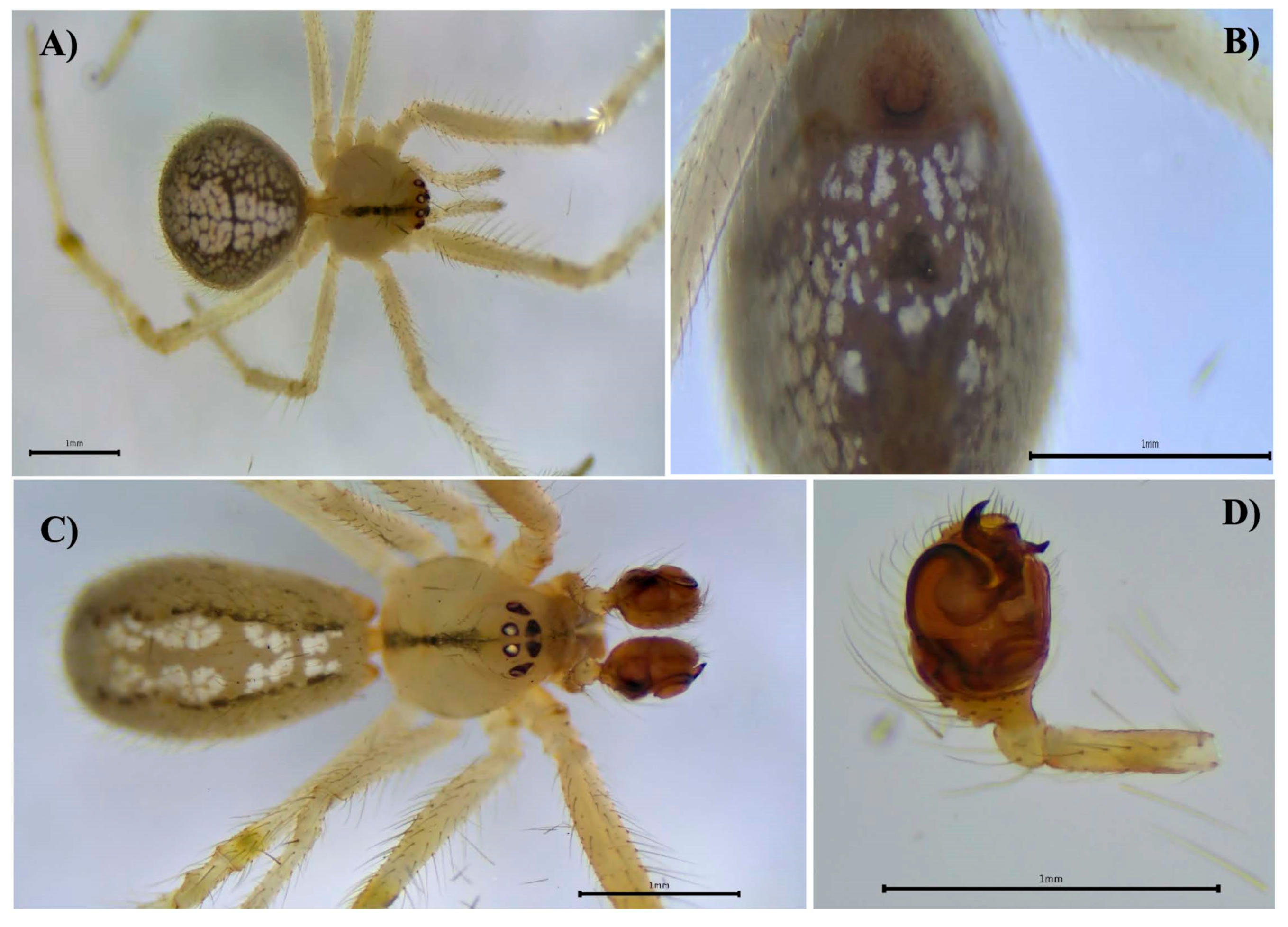 Biology 14 00004 g004