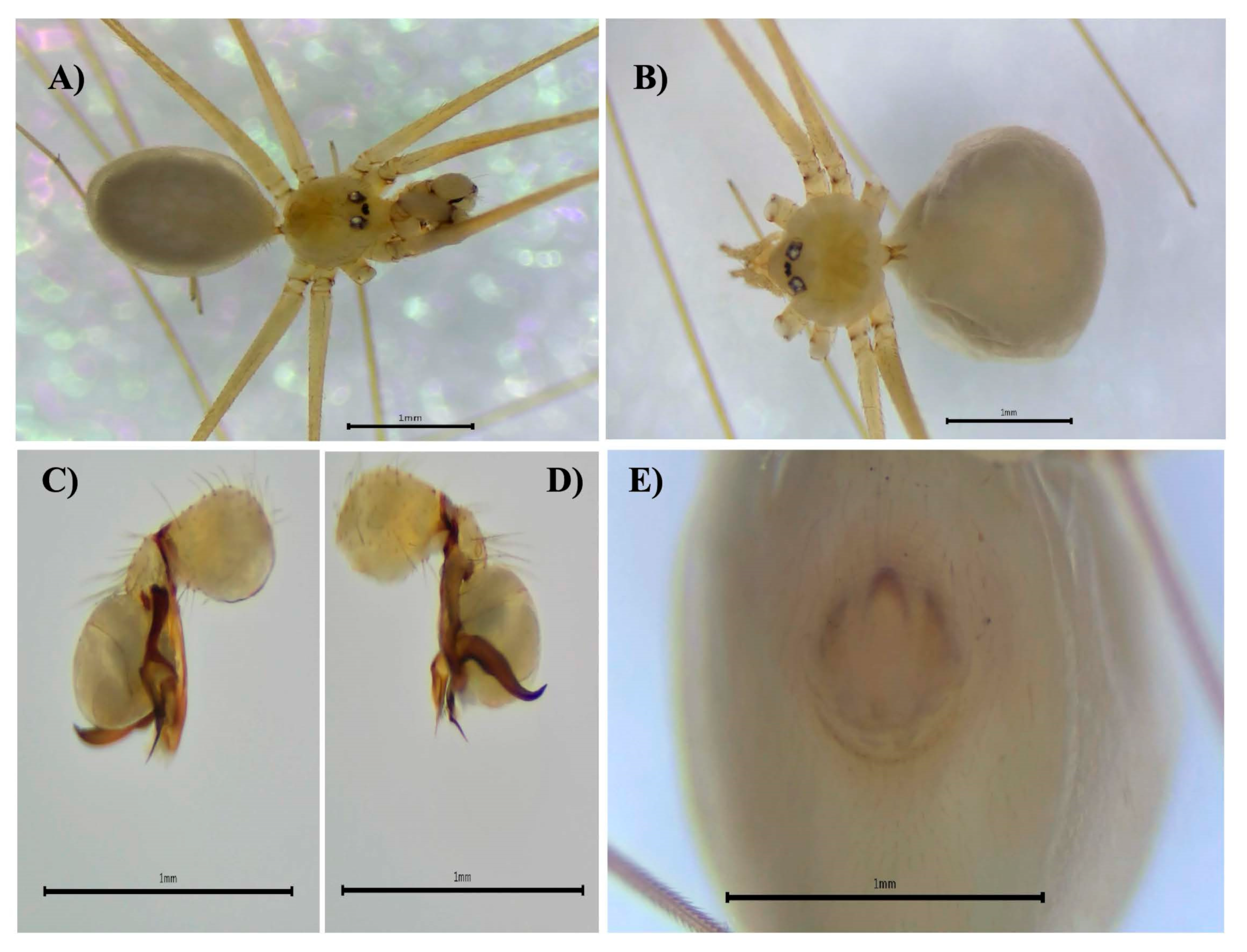 Biology 14 00004 g006