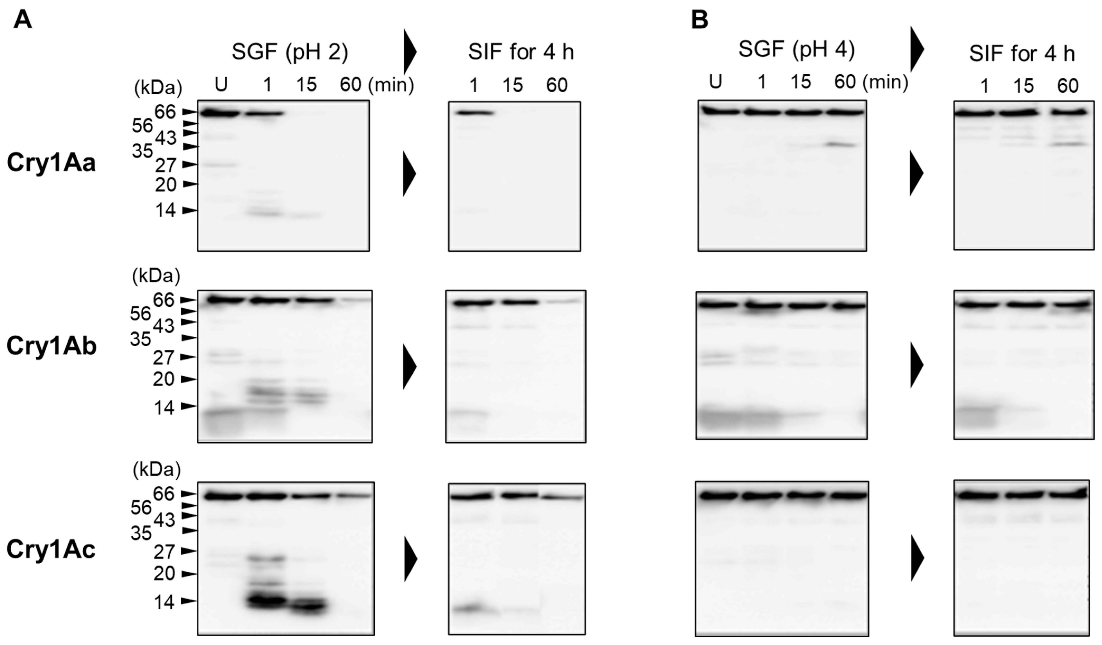 Biology 14 00015 g003