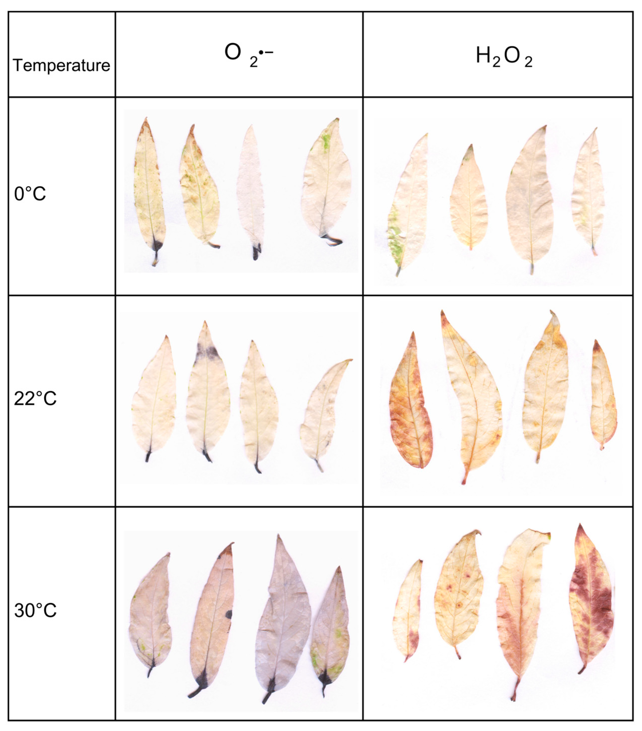 Biology 14 00019 g005 Biology 14 00019 g005