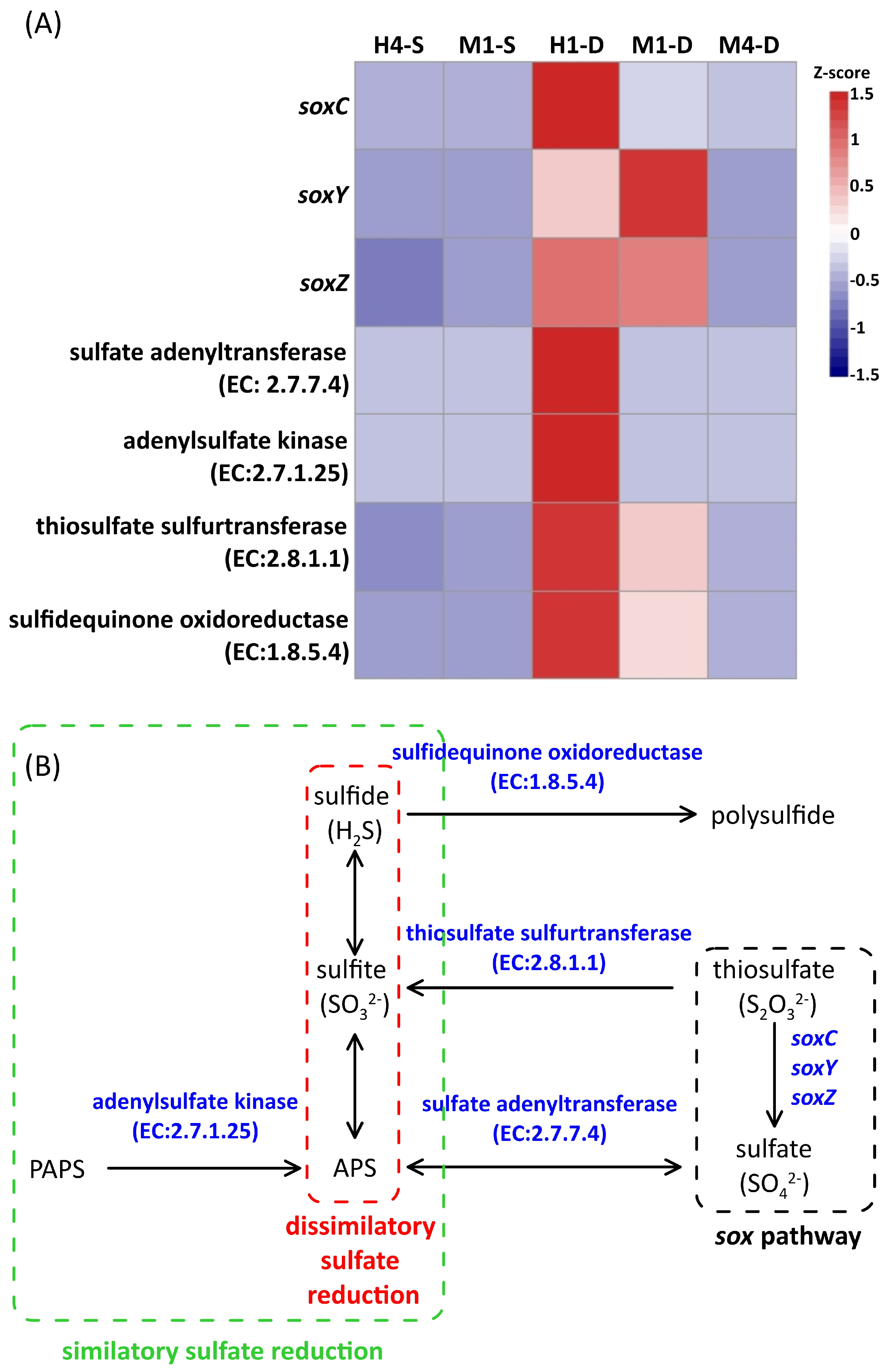 Biology 14 00028 g011 Biology 14 00028 g011