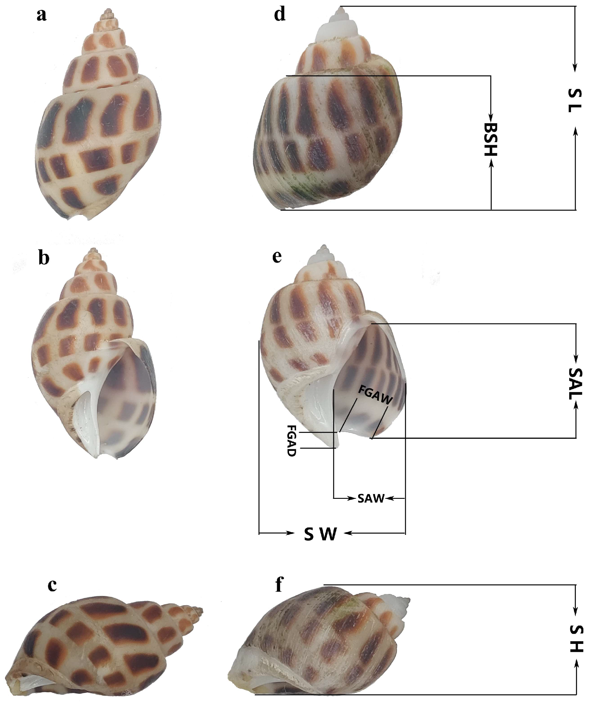 Biology 14 00039 g001