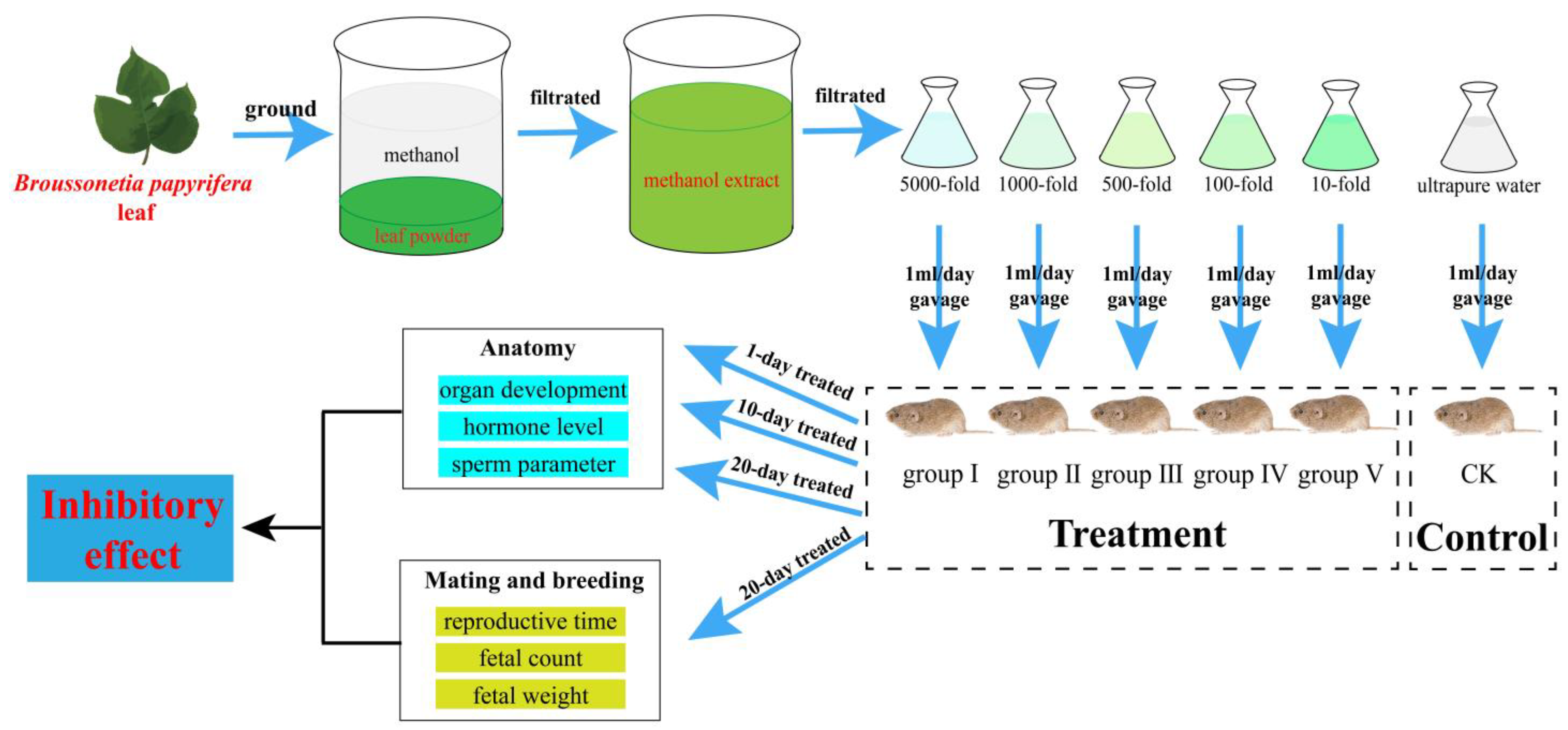 オーガン Broussonetia papyrifera Extract Can Be Used as a Raw