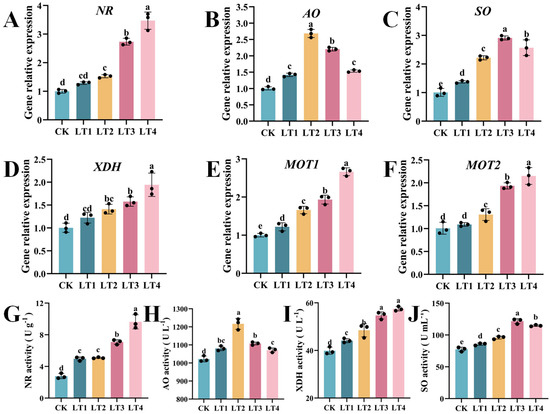 Molybdenum Can Regulate the Expression of Molybdase Genes