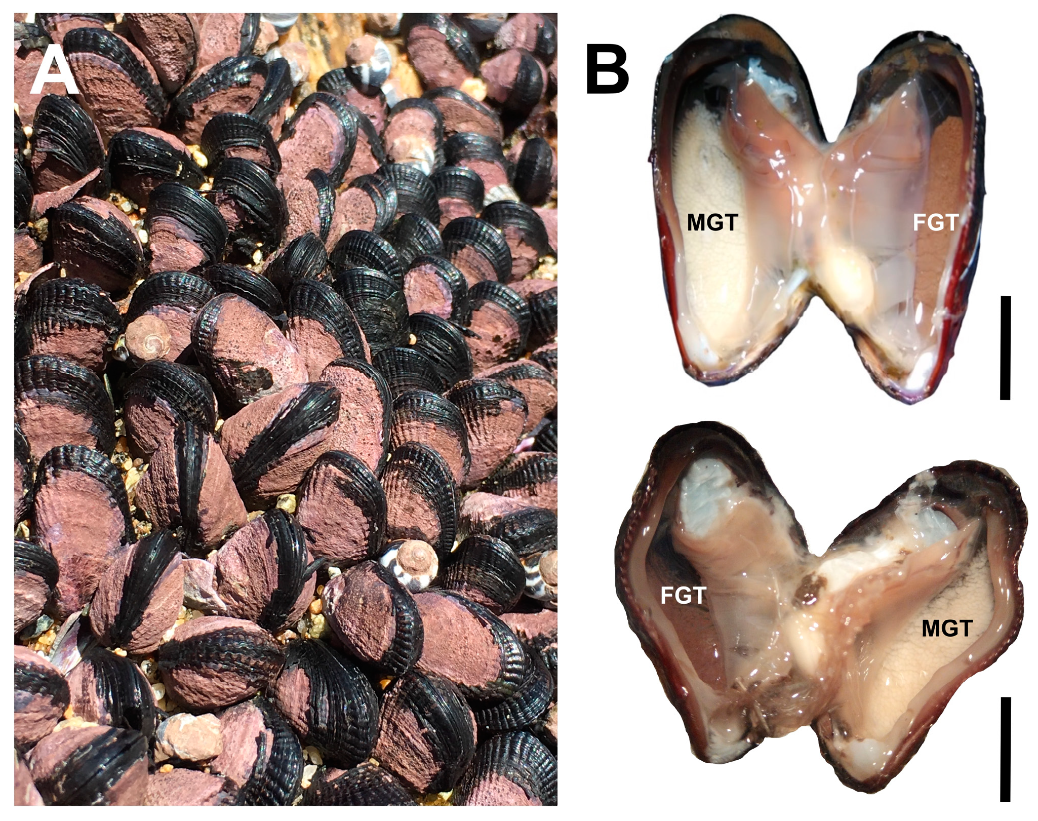 Biology 14 00070 g002 Biology 14 00070 g002