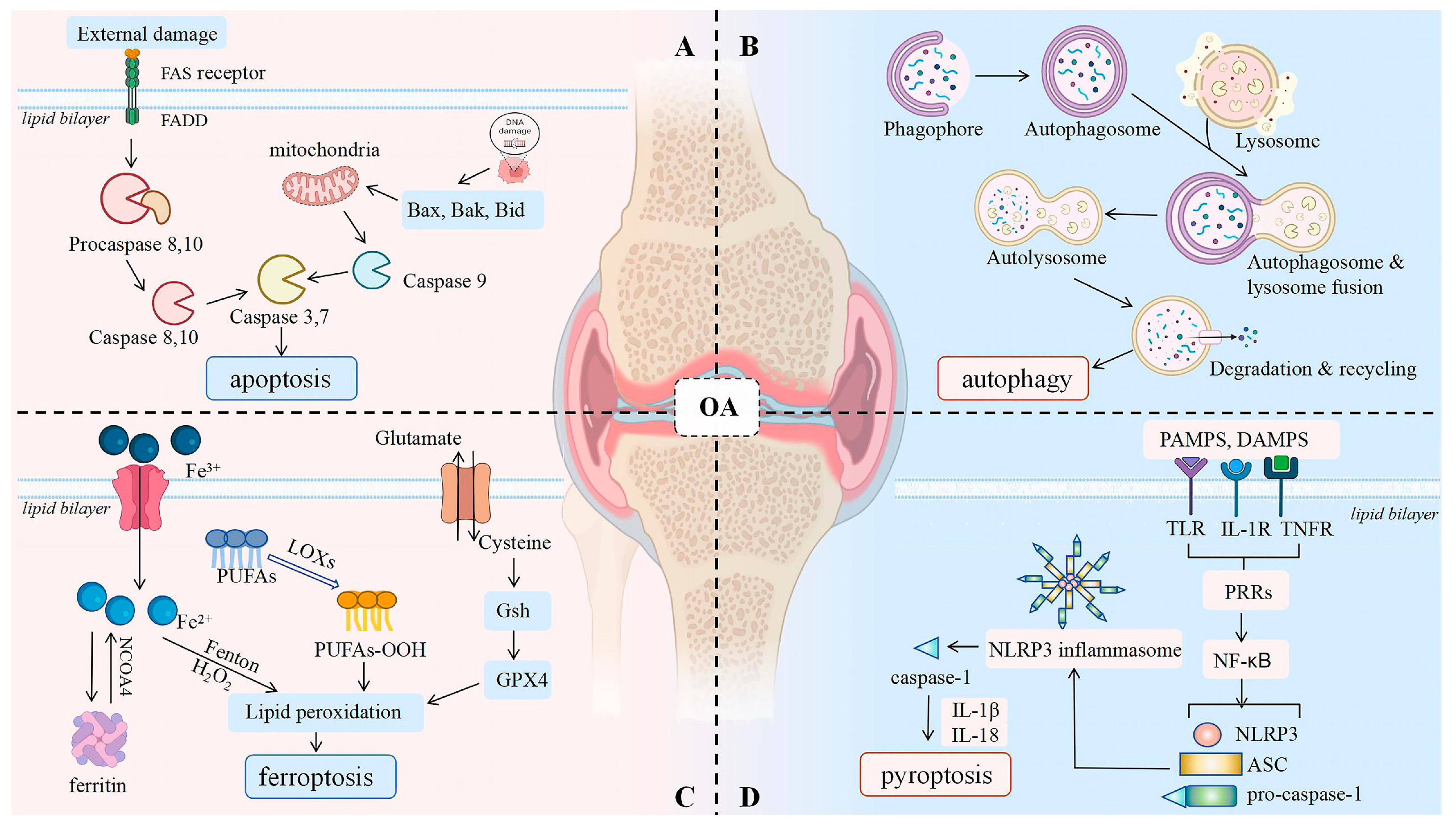 Biology 14 00071 g001
