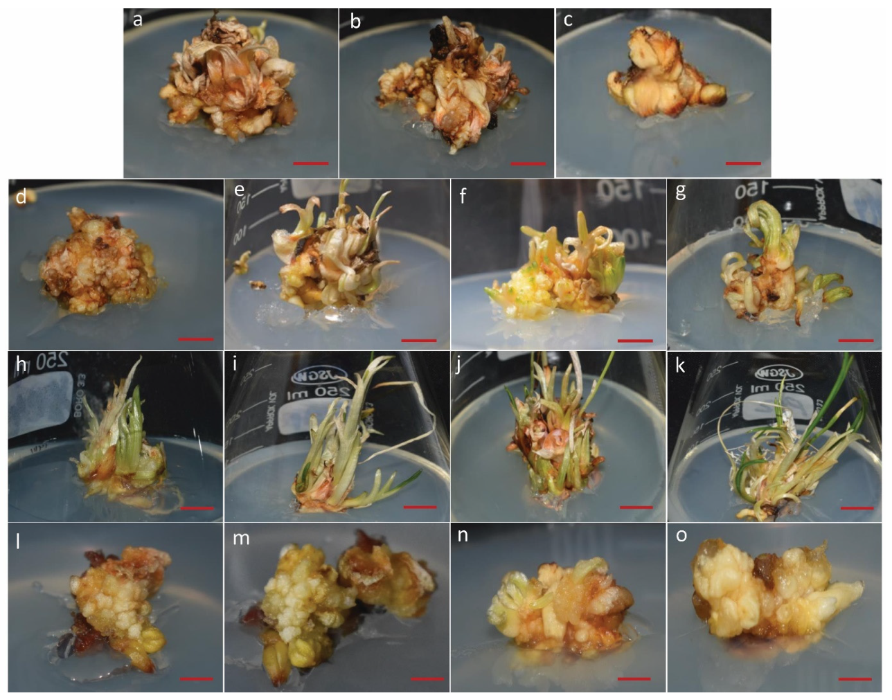 Biology 14 00078 g001