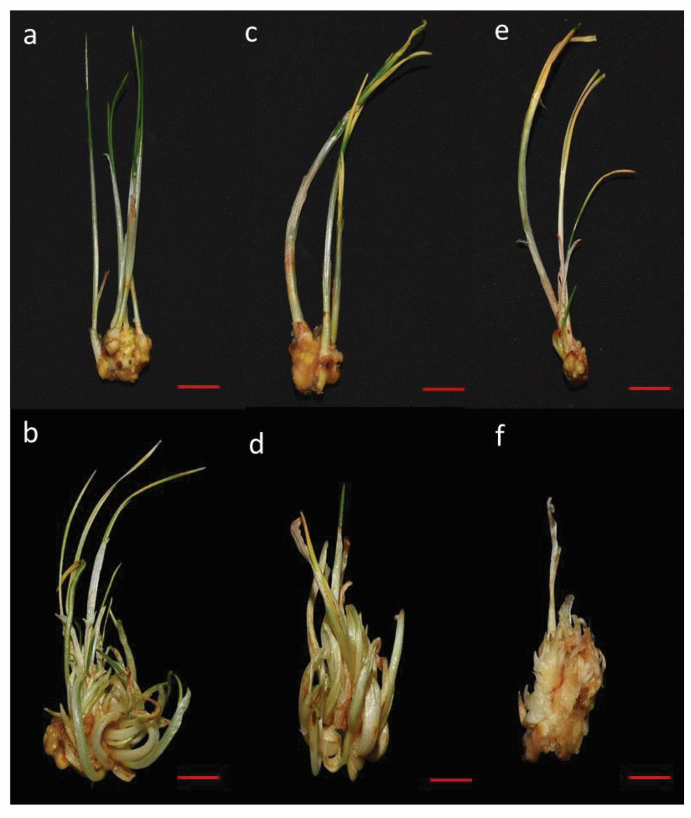 Biology 14 00078 g002