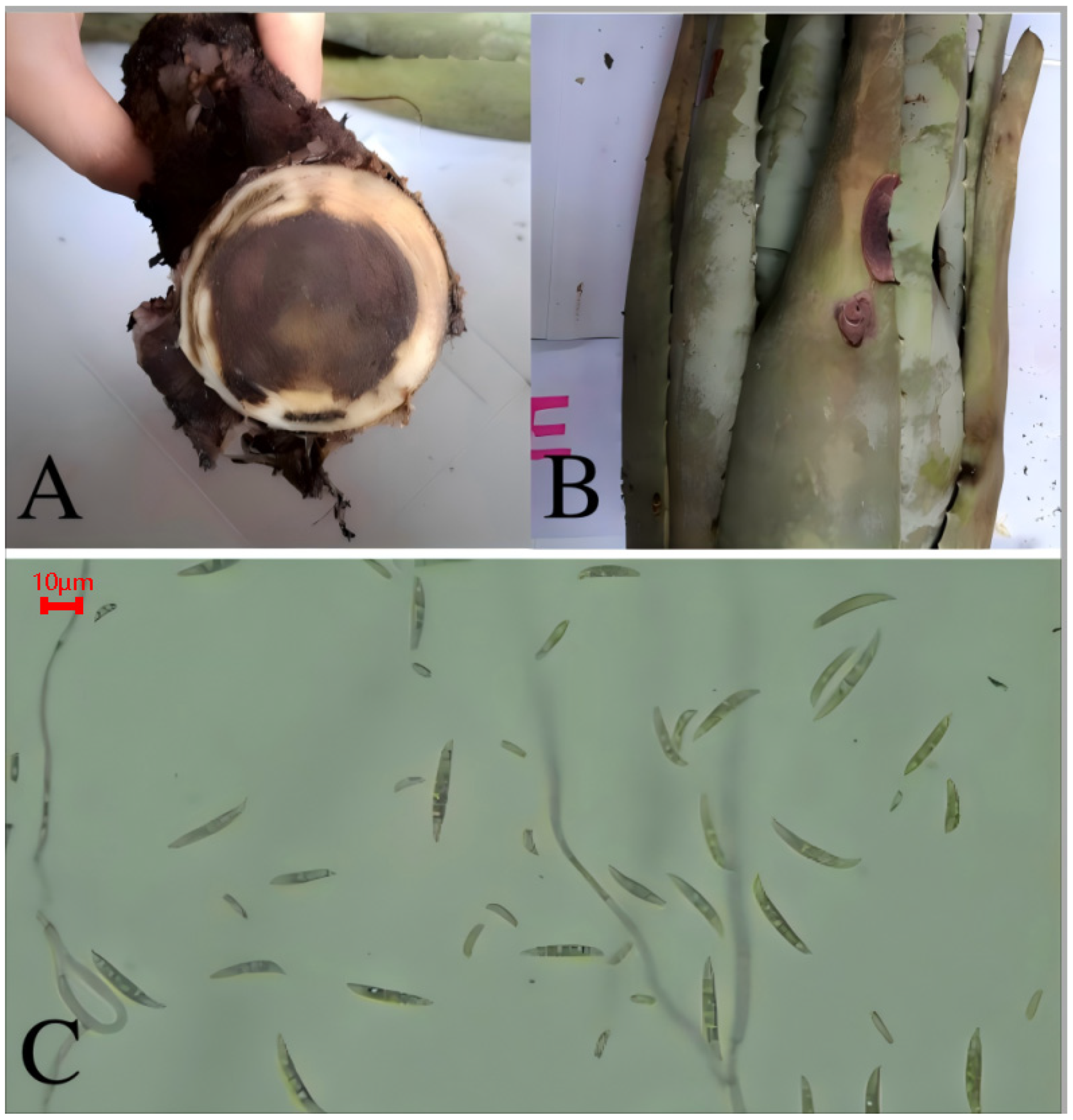 Biology 14 00089 g001