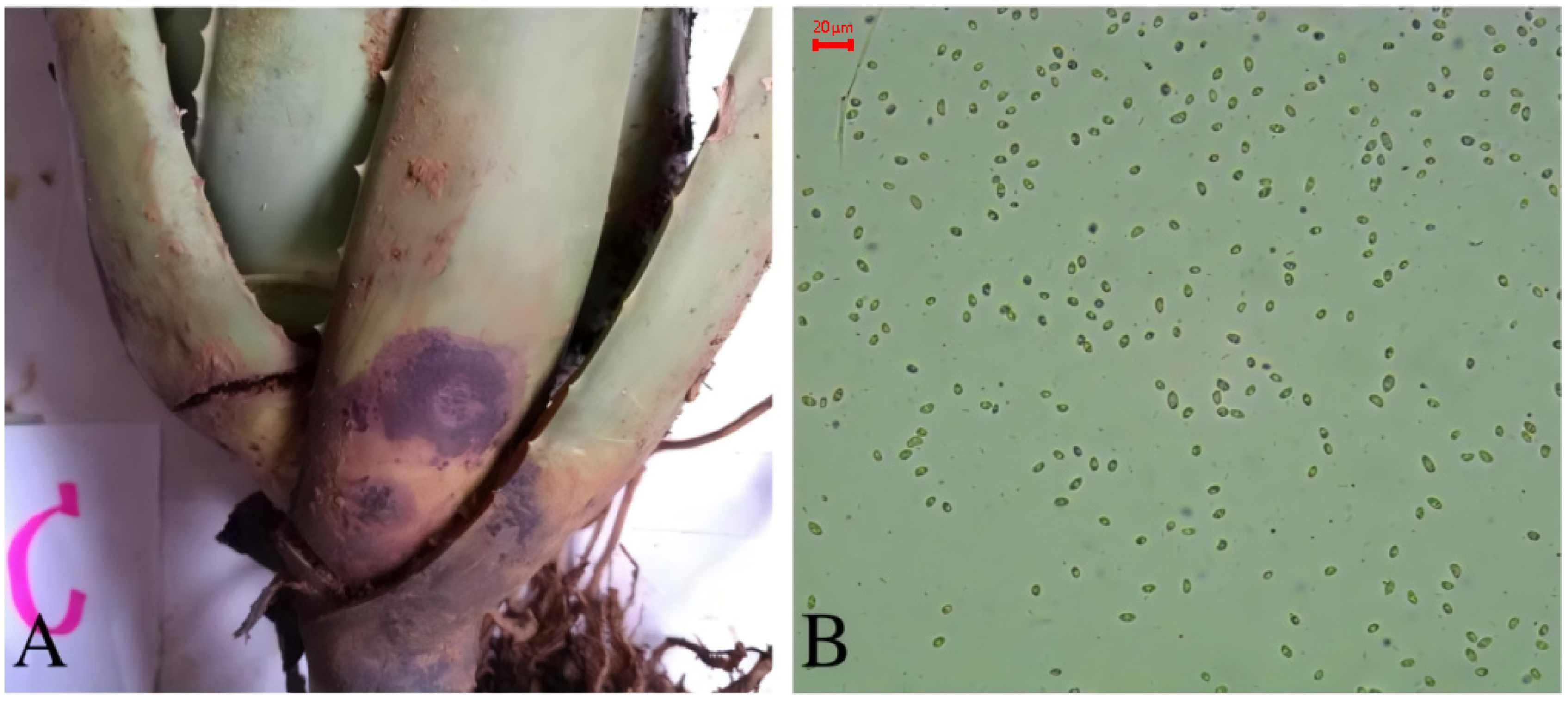 Biology 14 00089 g003