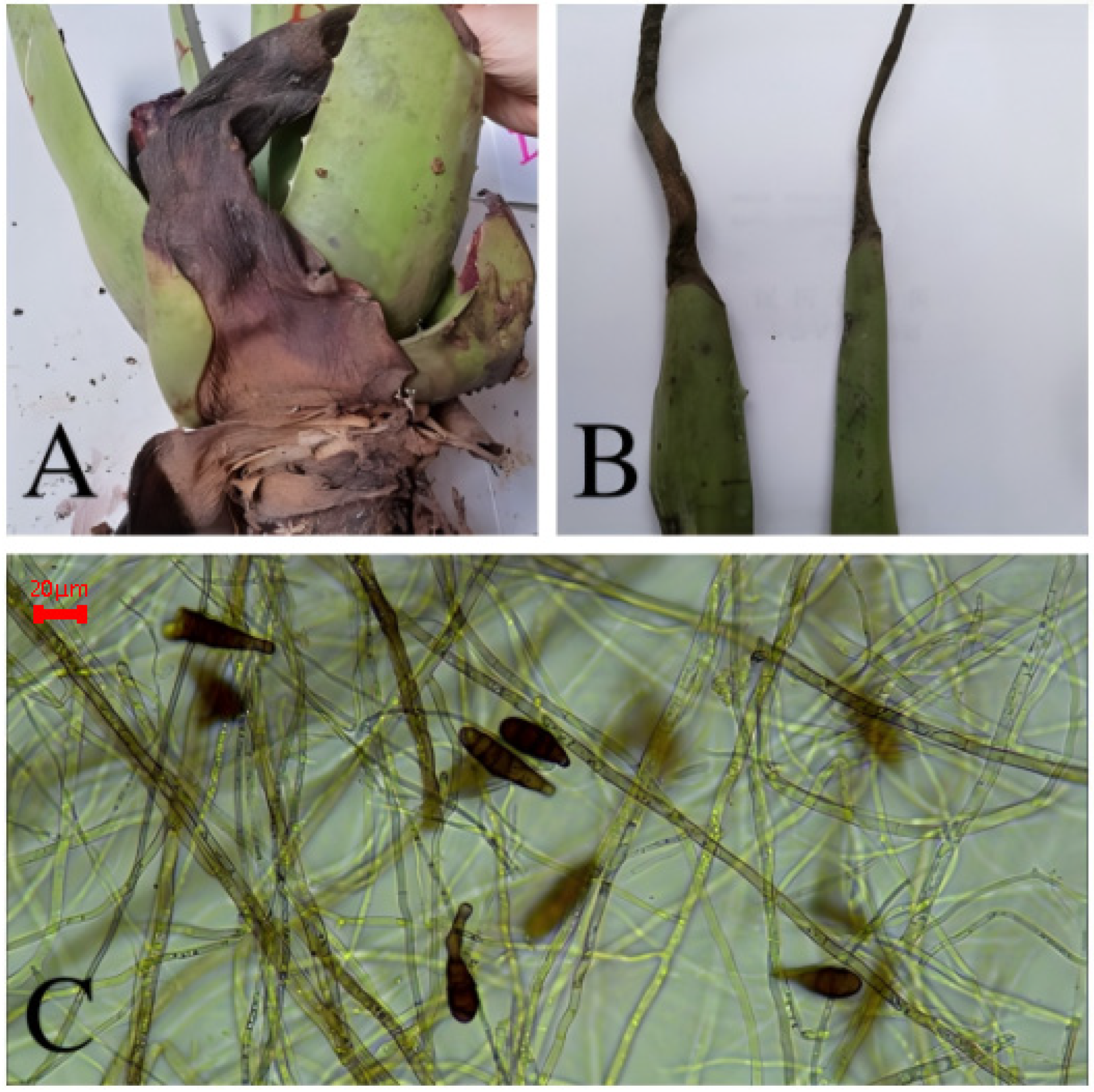 Biology 14 00089 g004