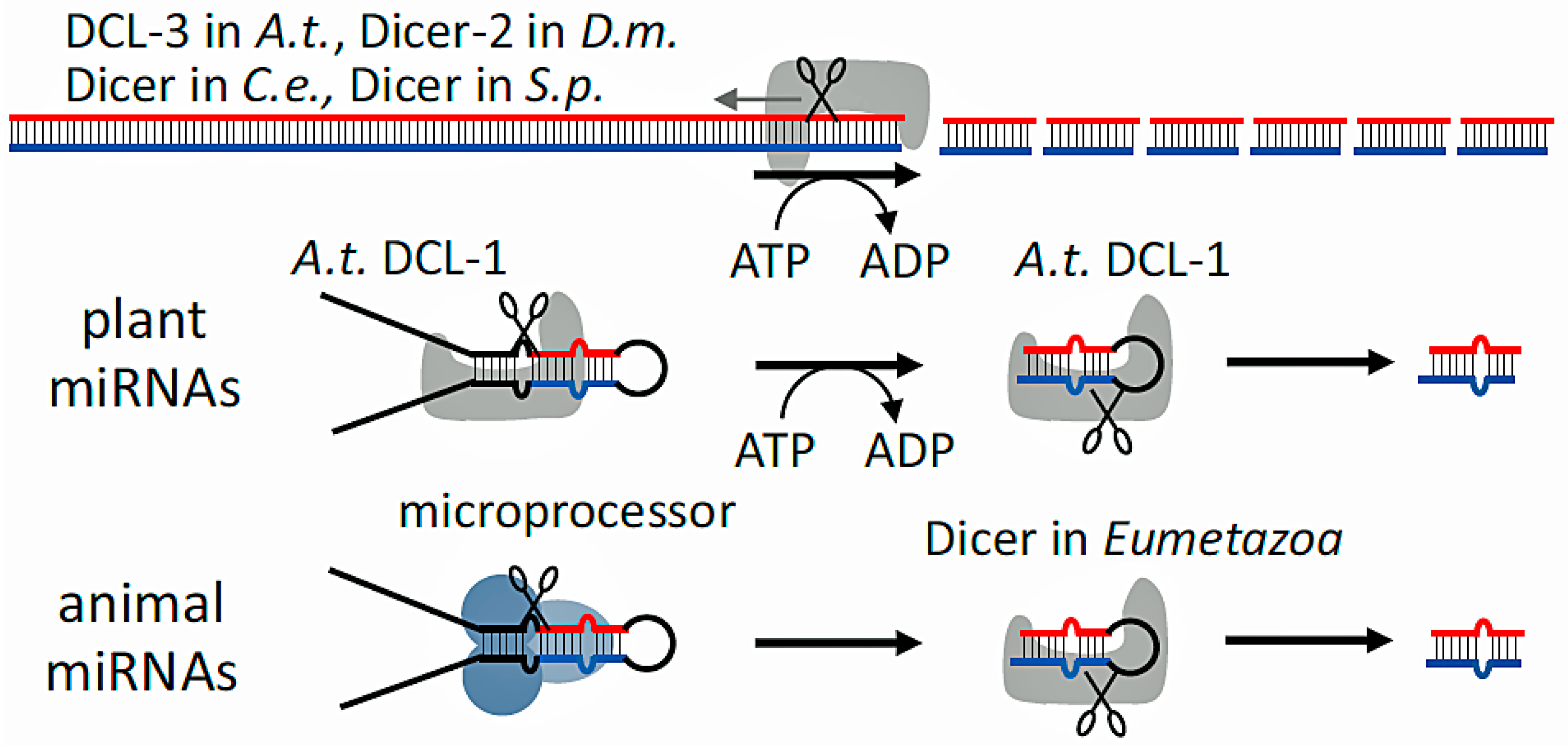 Biology 14 00093 g003 Biology 14 00093 g003