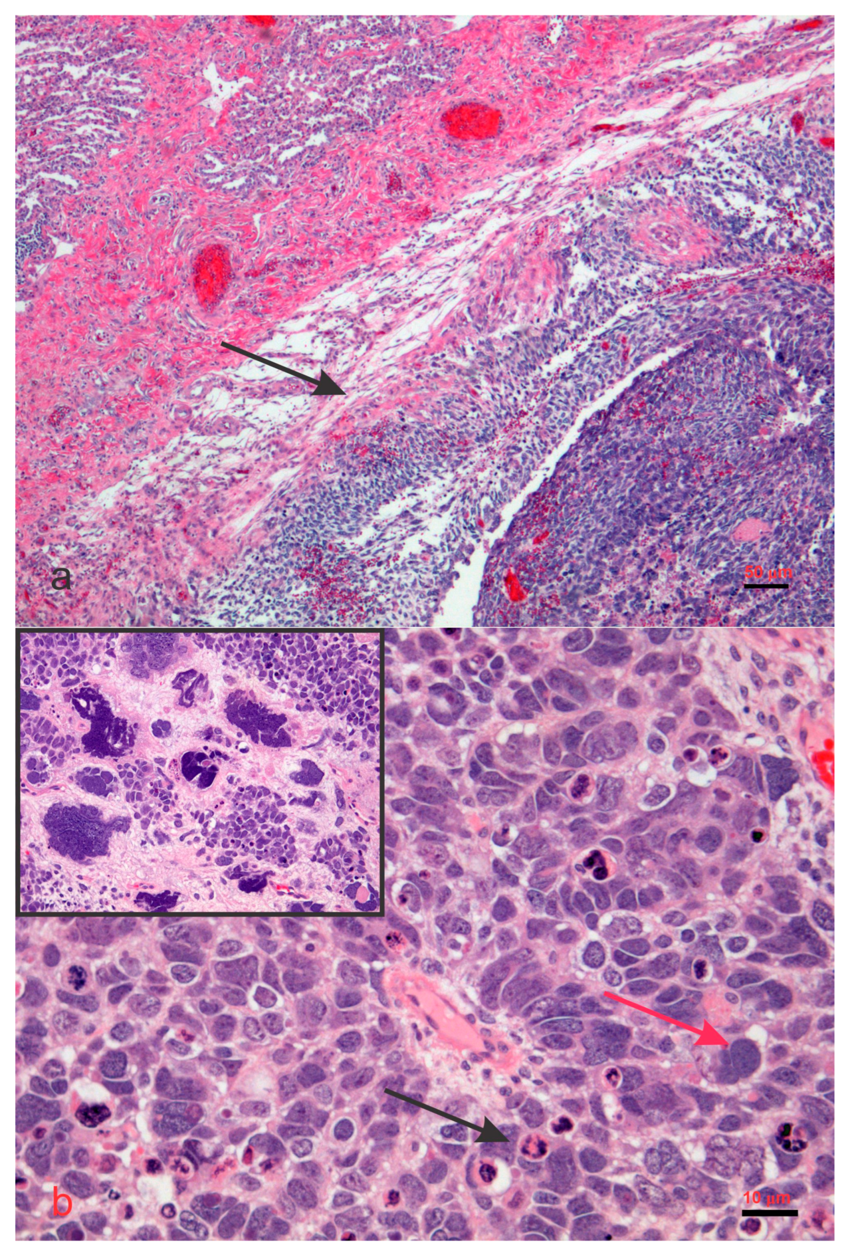 Biology 14 00093 g005 Biology 14 00093 g005
