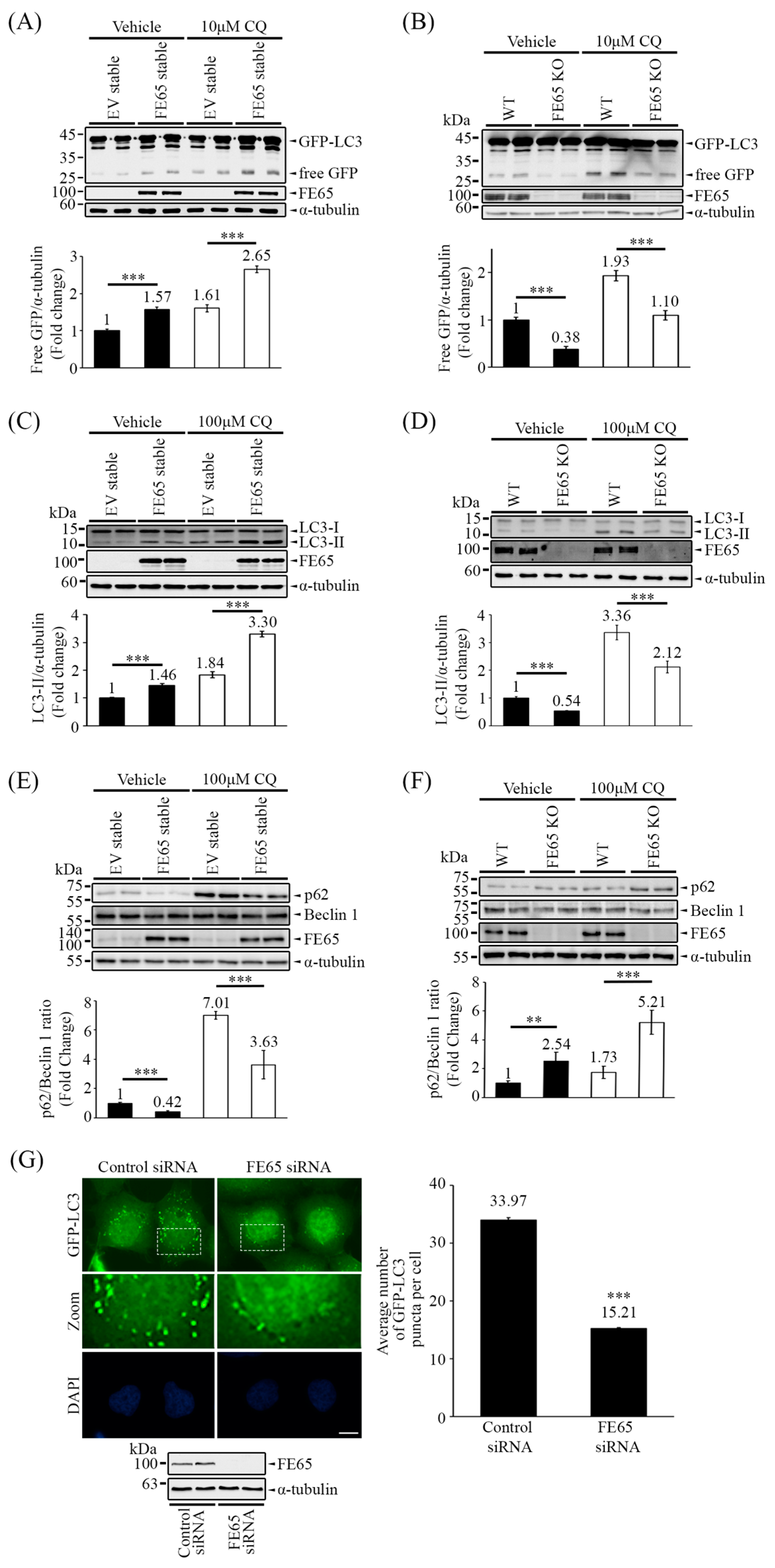 Biology 14 00097 g001