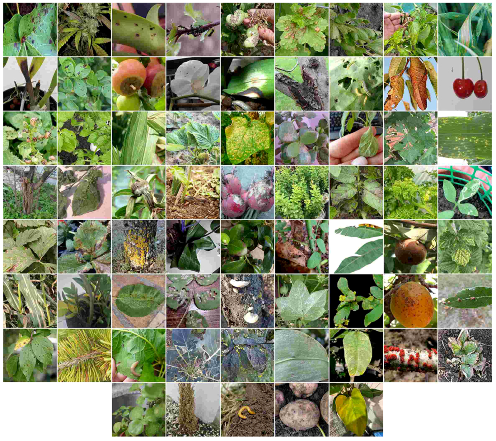 Biology 14 00099 g001