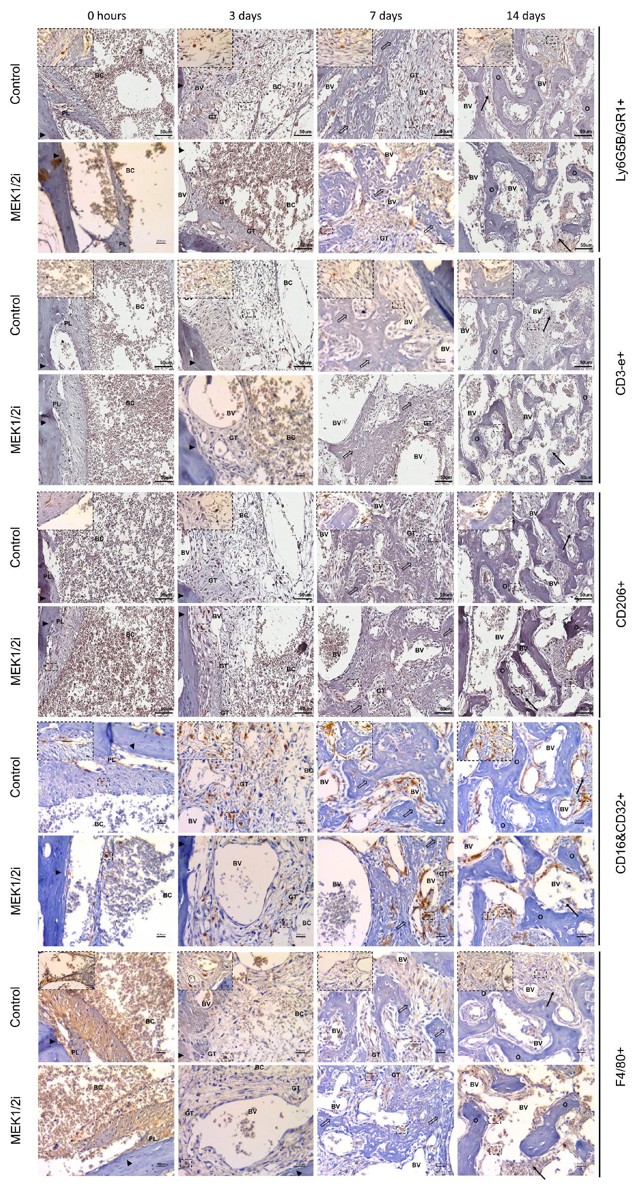 Biology 14 00107 g002