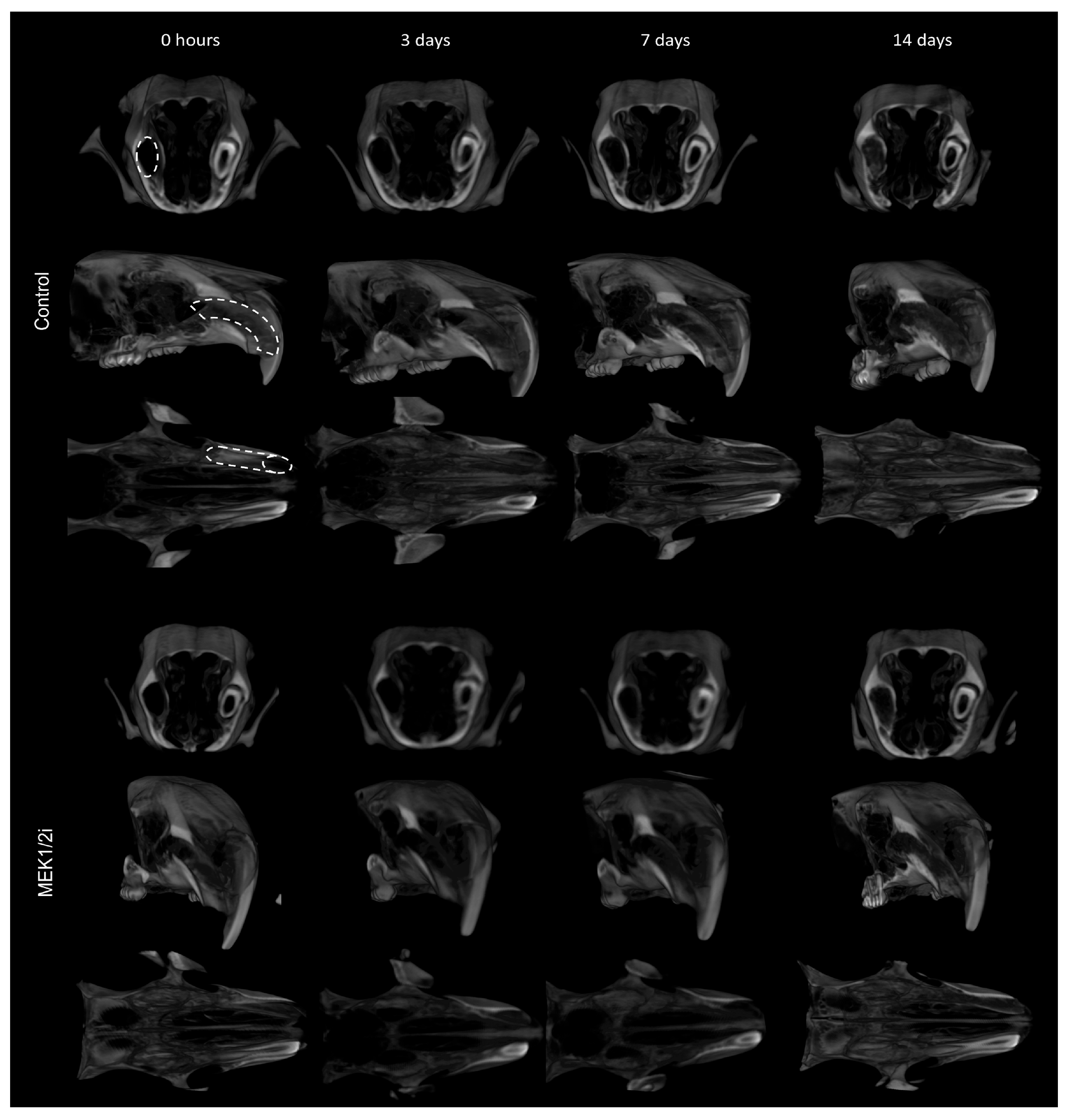 Biology 14 00107 g004