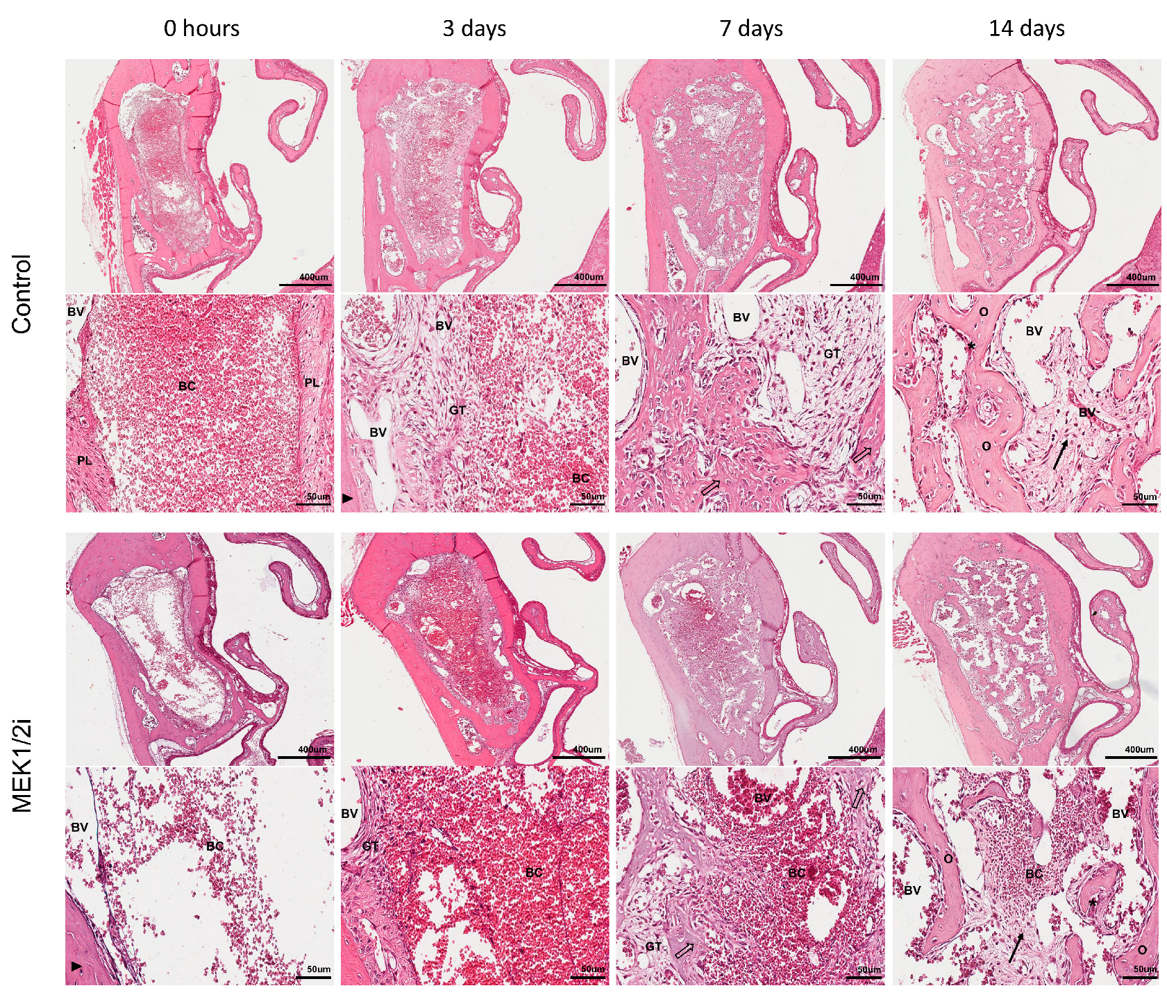 Biology 14 00107 g006