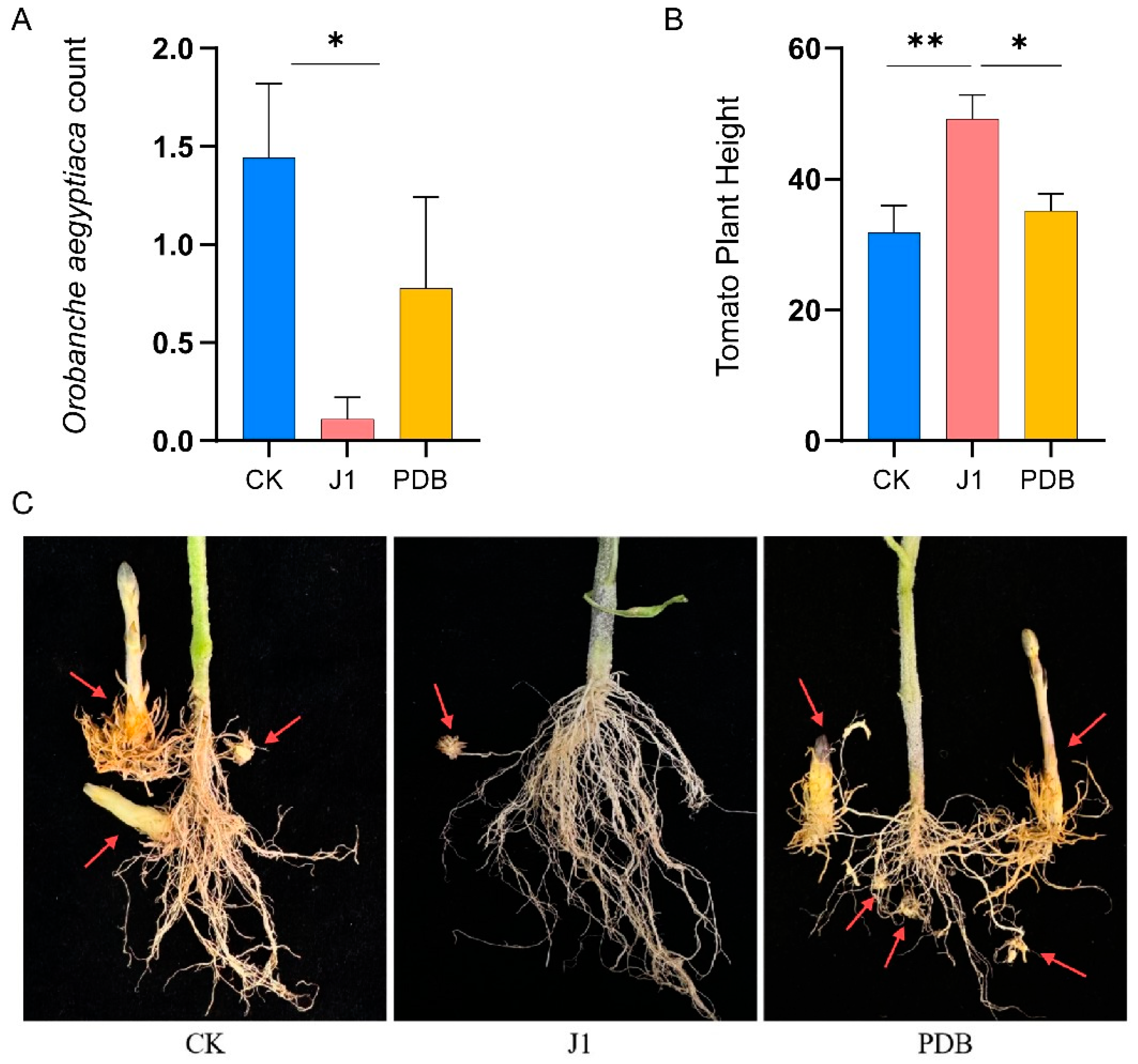 Biology 14 00116 g001