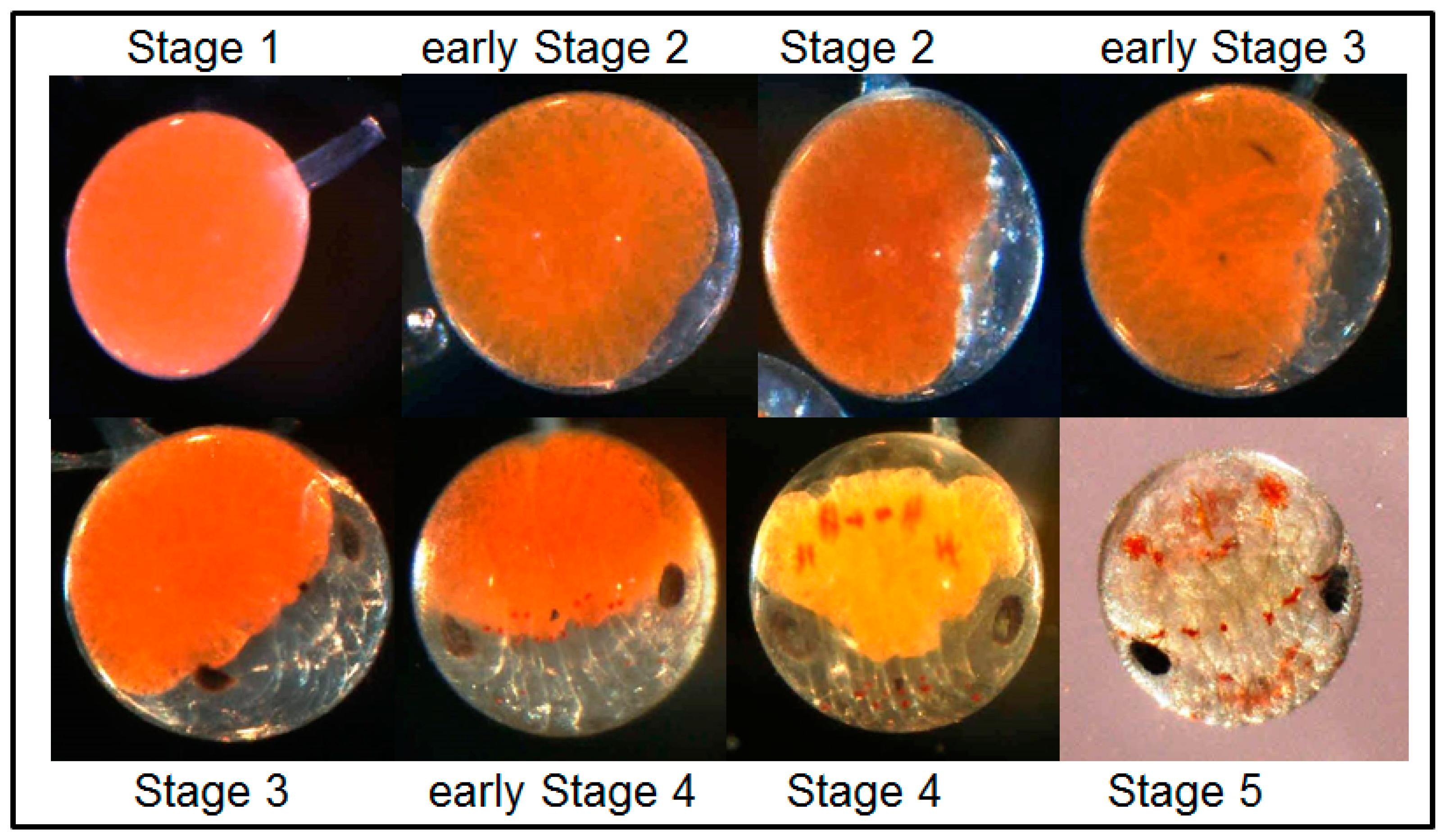 Biology 14 00132 g003